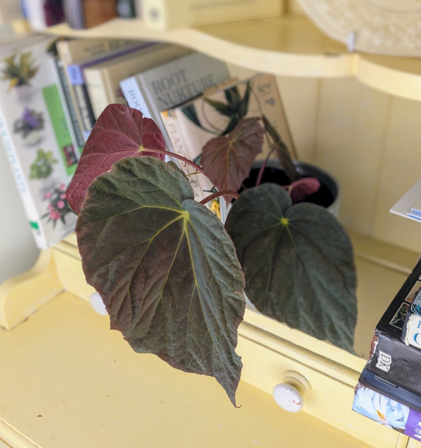 Begonia pavonina in 10 cm pot