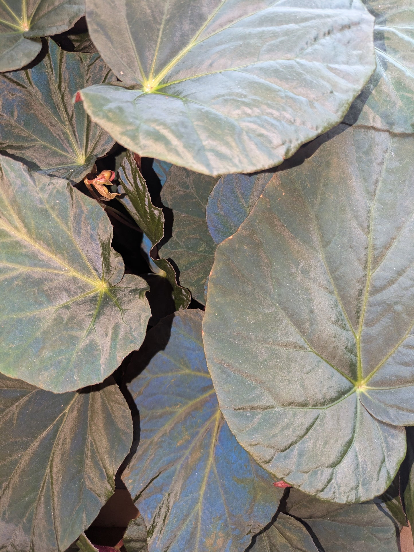 Close-up of large green leaves with a blurred background