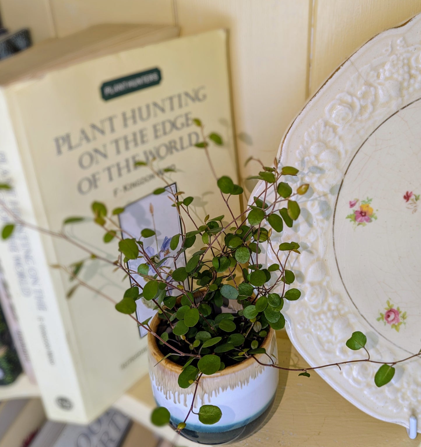 Small potted plant on a shelf with books and a decorative plate in the background