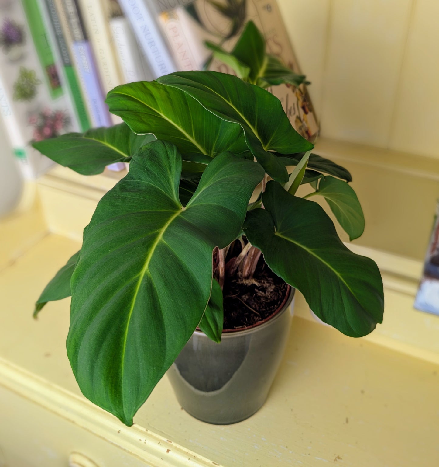 Potted plant on a yellow surface with books and decorative items in the background