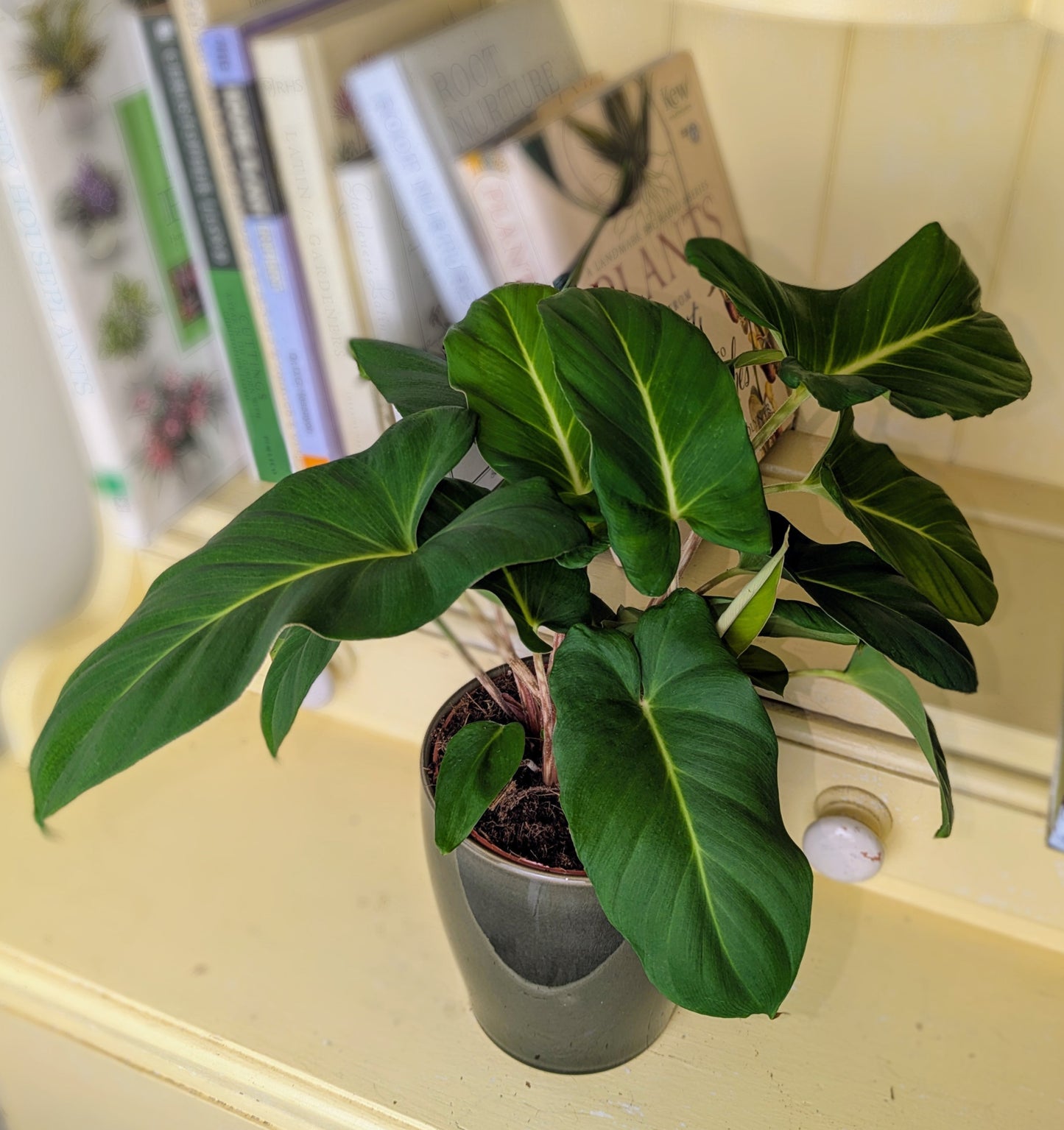 Potted plant on a shelf with books and decorative items in the background