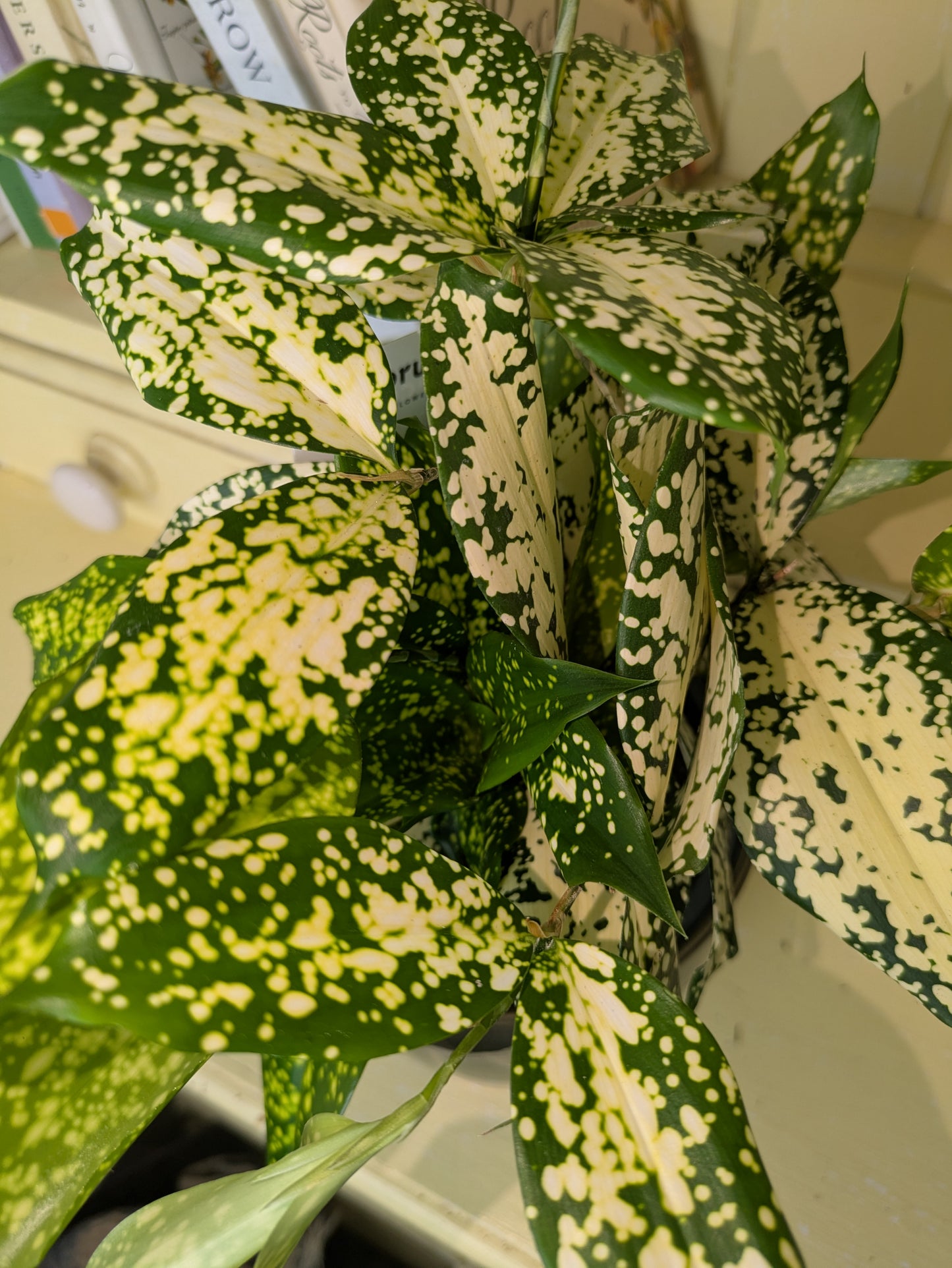 Dracaena surculosa in 12 cm pot