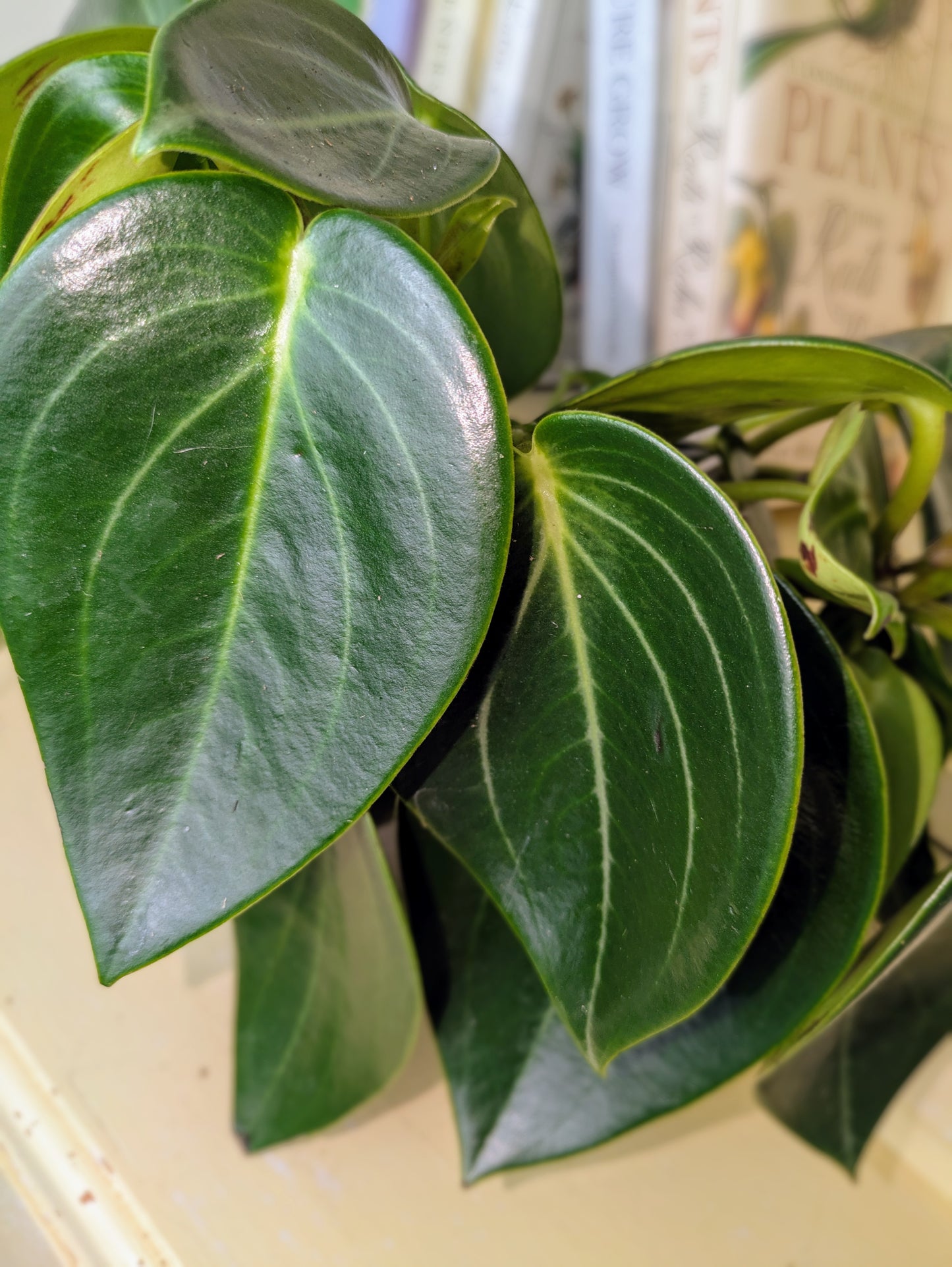Close-up of a green leafy plant with a blurred background
