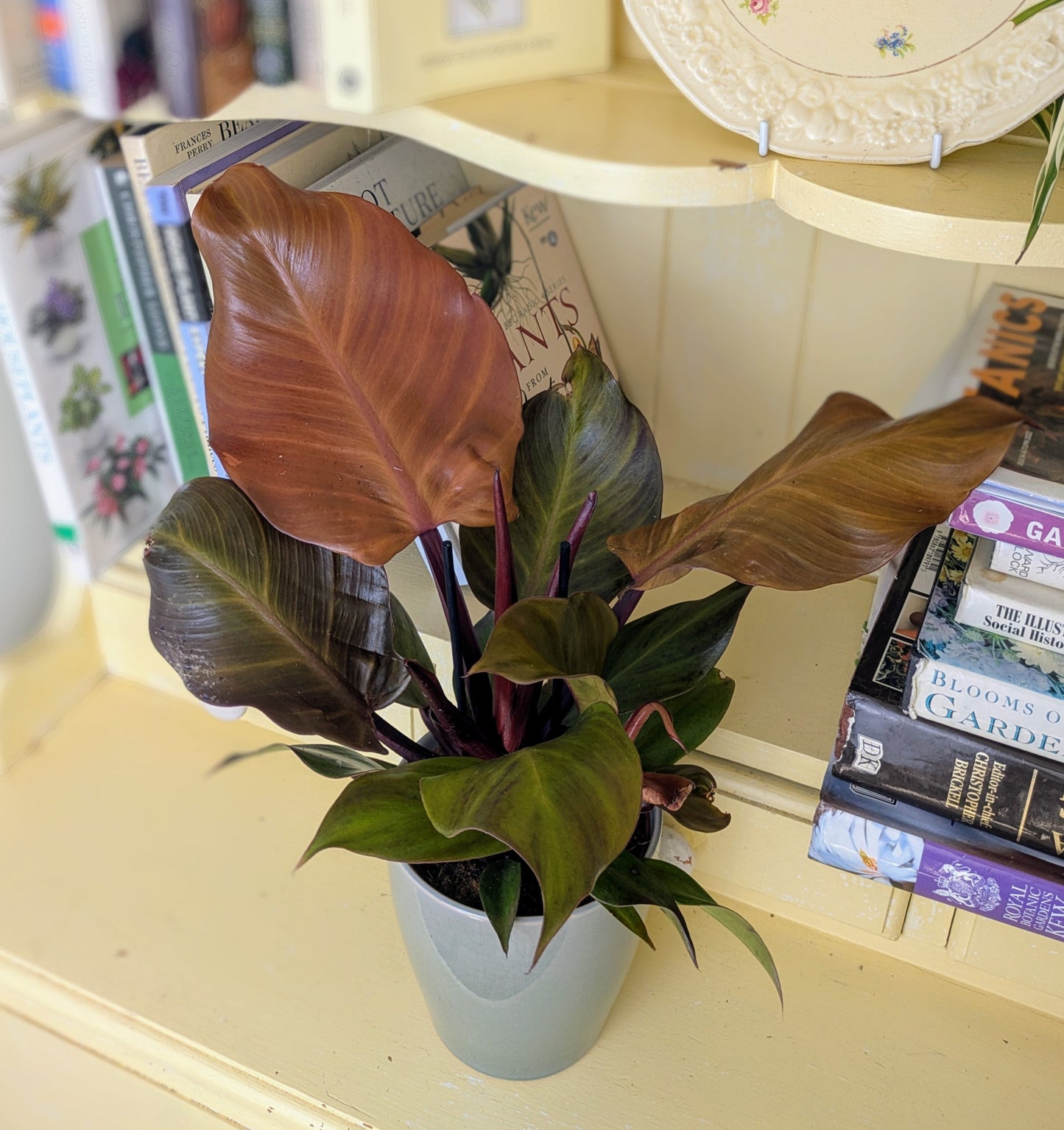Potted plant on a surface with books and a decorative plate in the background