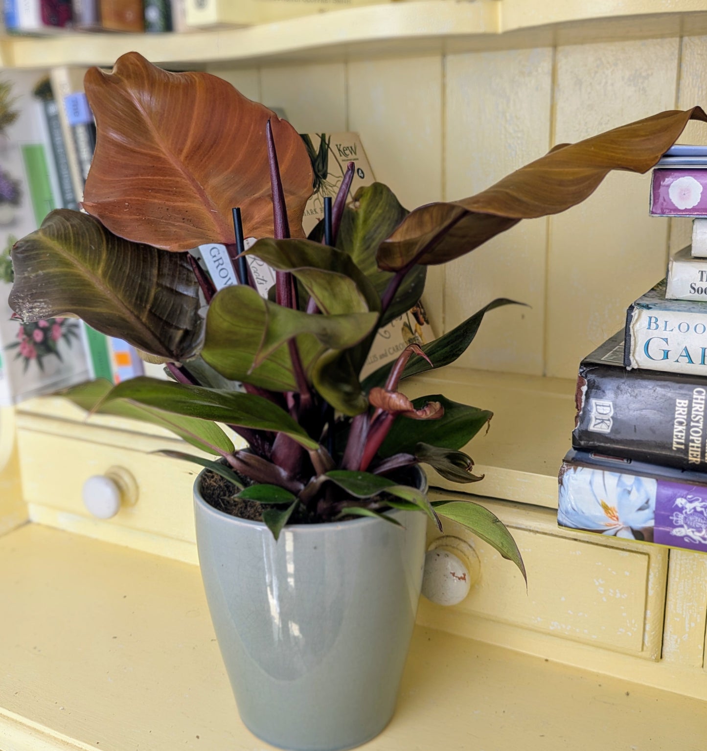 Potted plant on a shelf with books and decorative items in the background