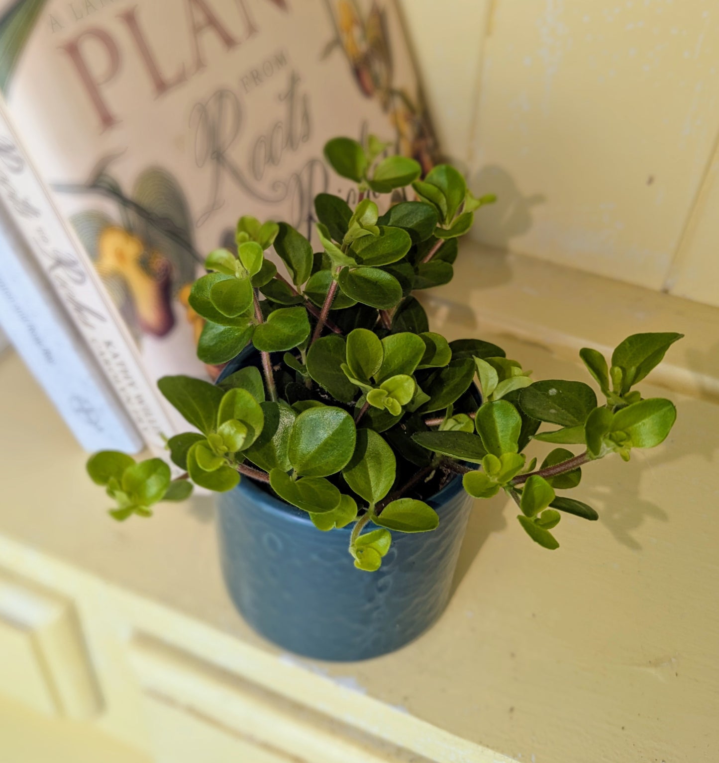 Small potted plant on a shelf with a decorative sign in the background
