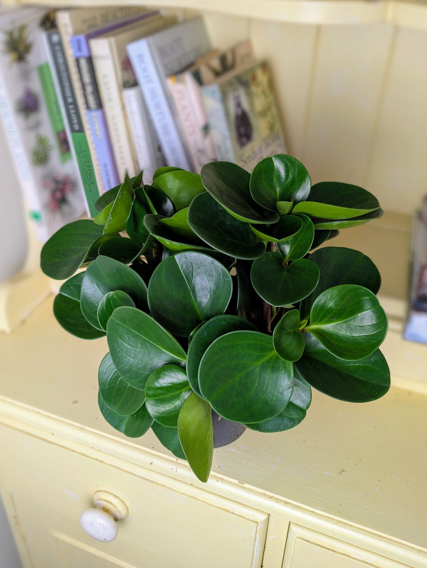 Potted plant on a yellow cabinet with books in the background