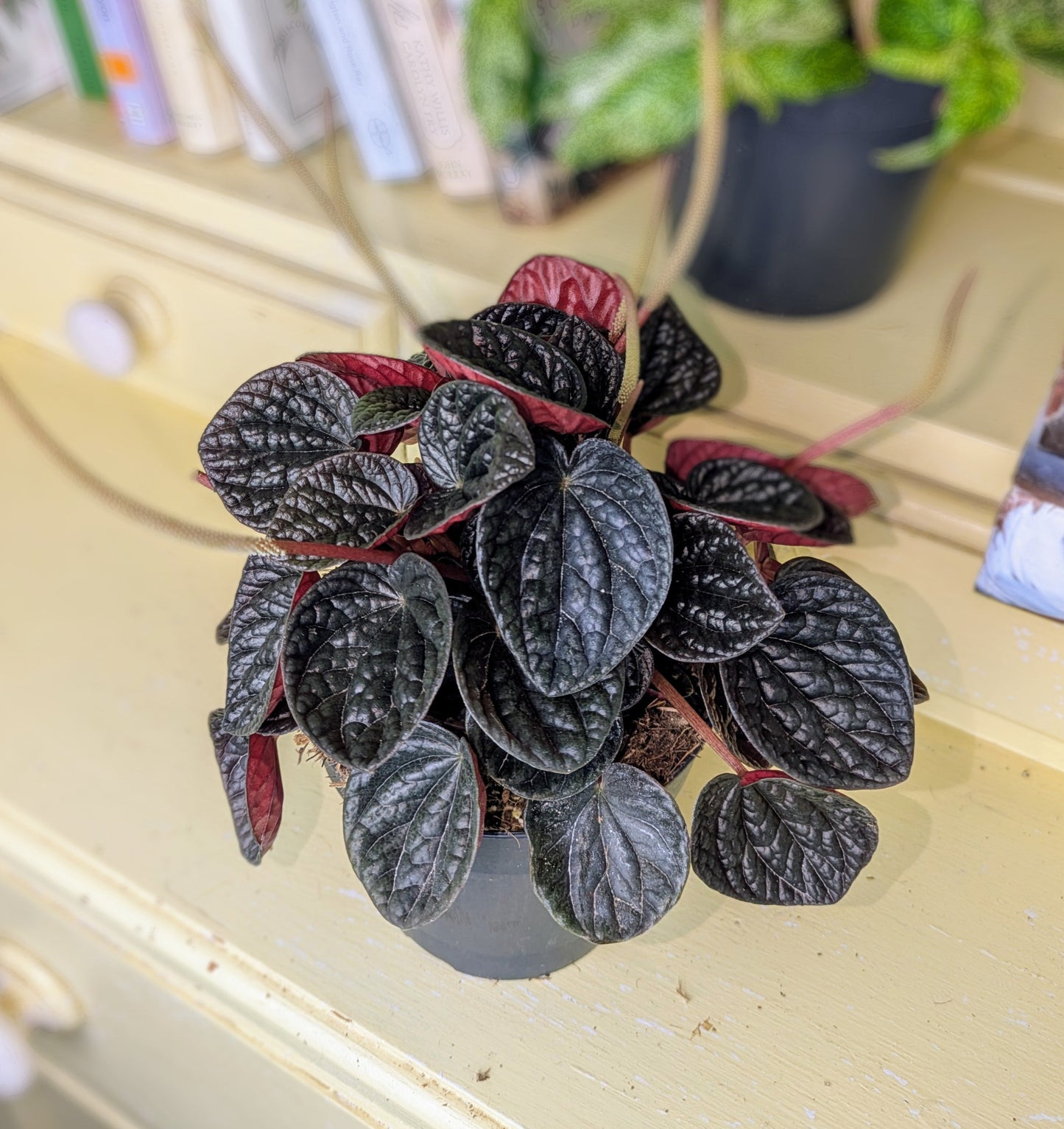 Potted plant on a light-colored surface with a blurred background