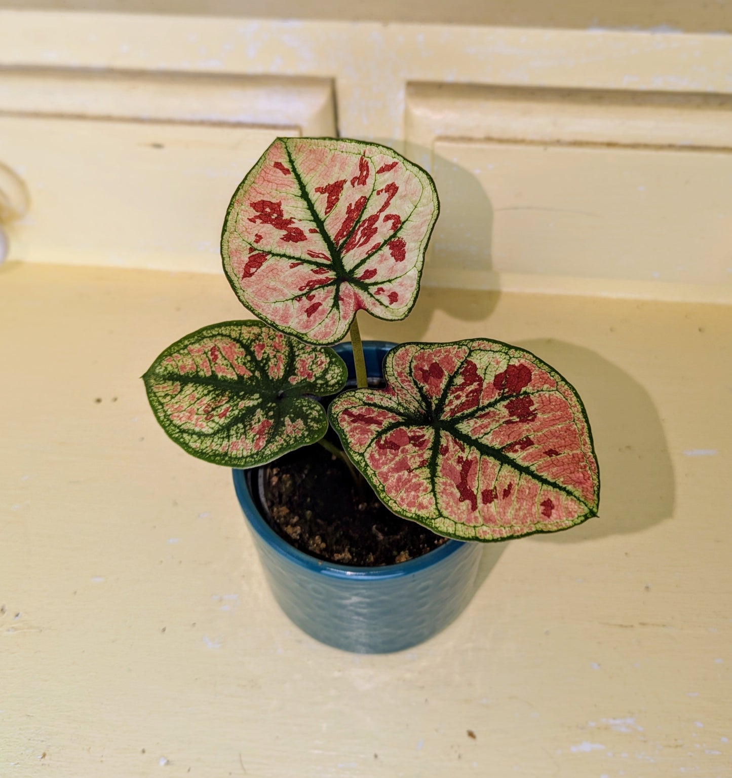 Small potted plant with colorful leaves on a wooden surface