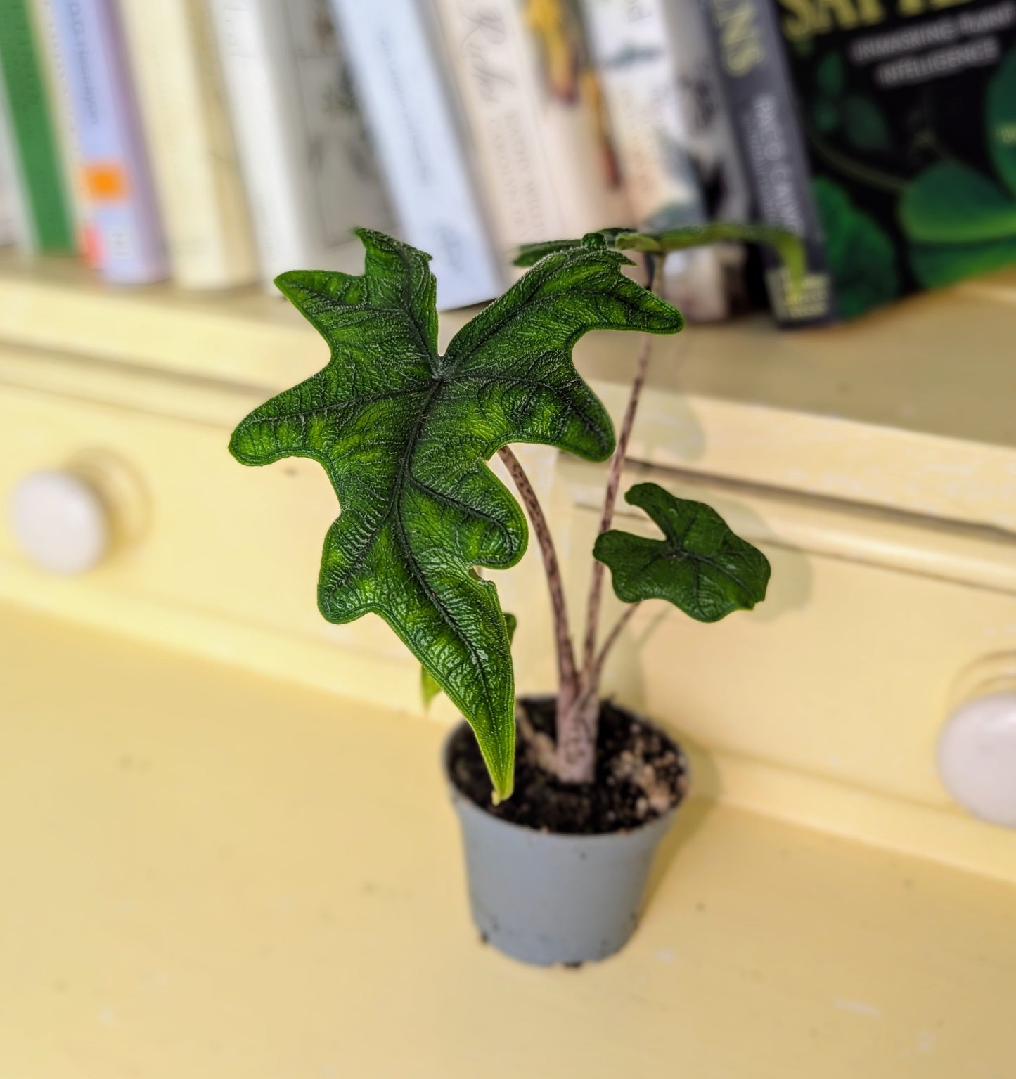 Small potted plant on a yellow surface with books in the background