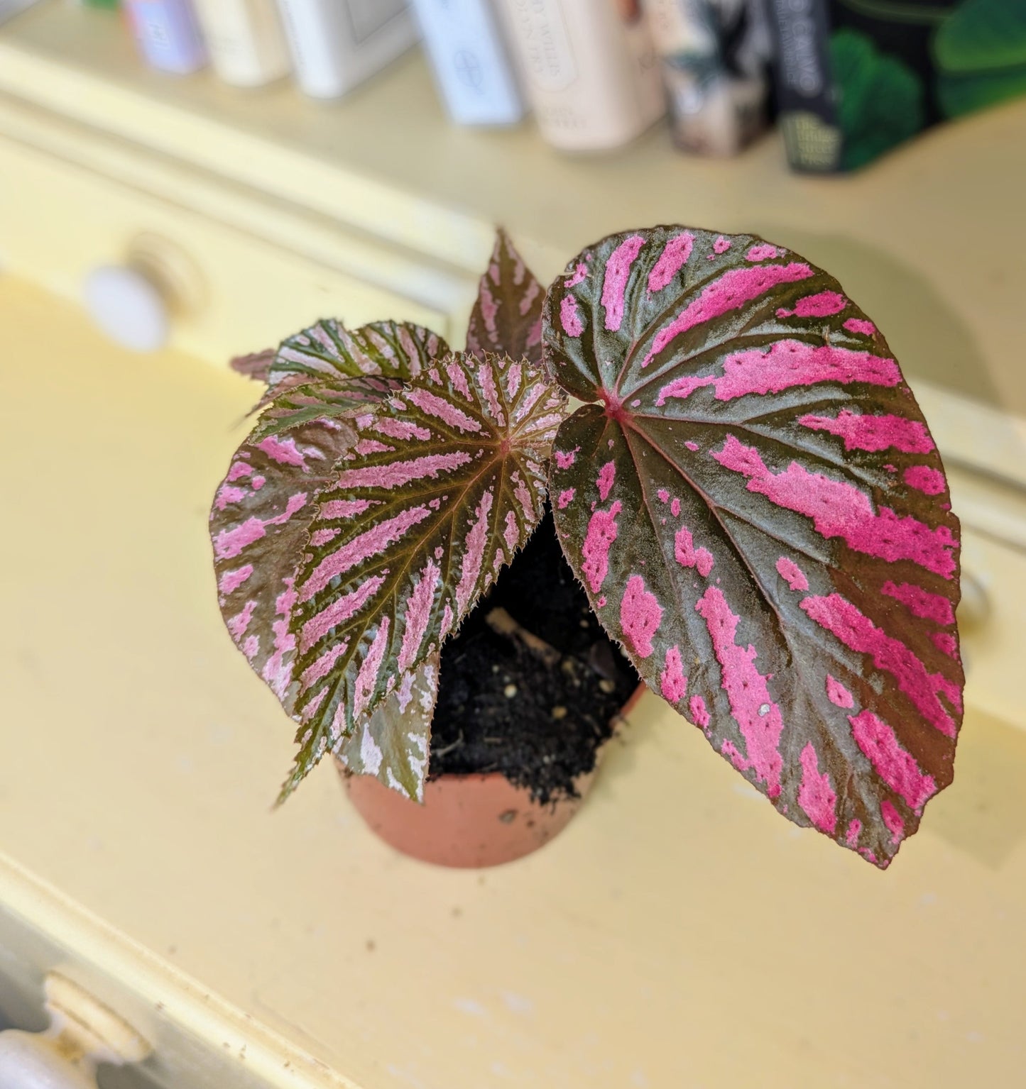 Polka dot begonia plant on a yellow surface with books in the background