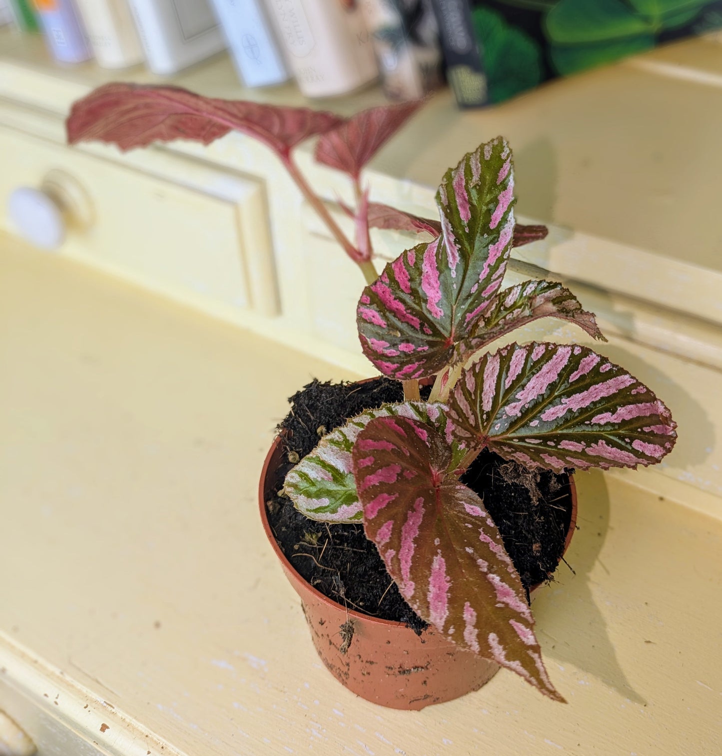 Small potted plant with pink and green leaves on a light-colored surface with books in the background.