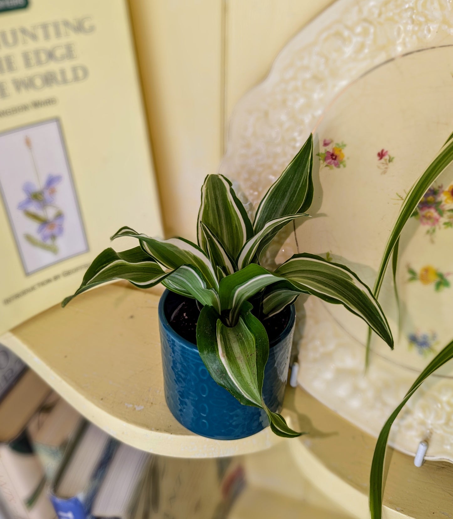 Small potted plant on a shelf with books and decorative items in the background