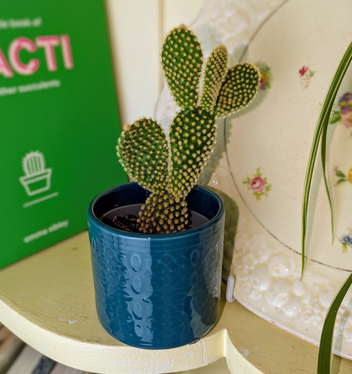 Small cactus plant in a blue pot on a shelf with a green book titled 'The Little Book of Cacti' in the background.