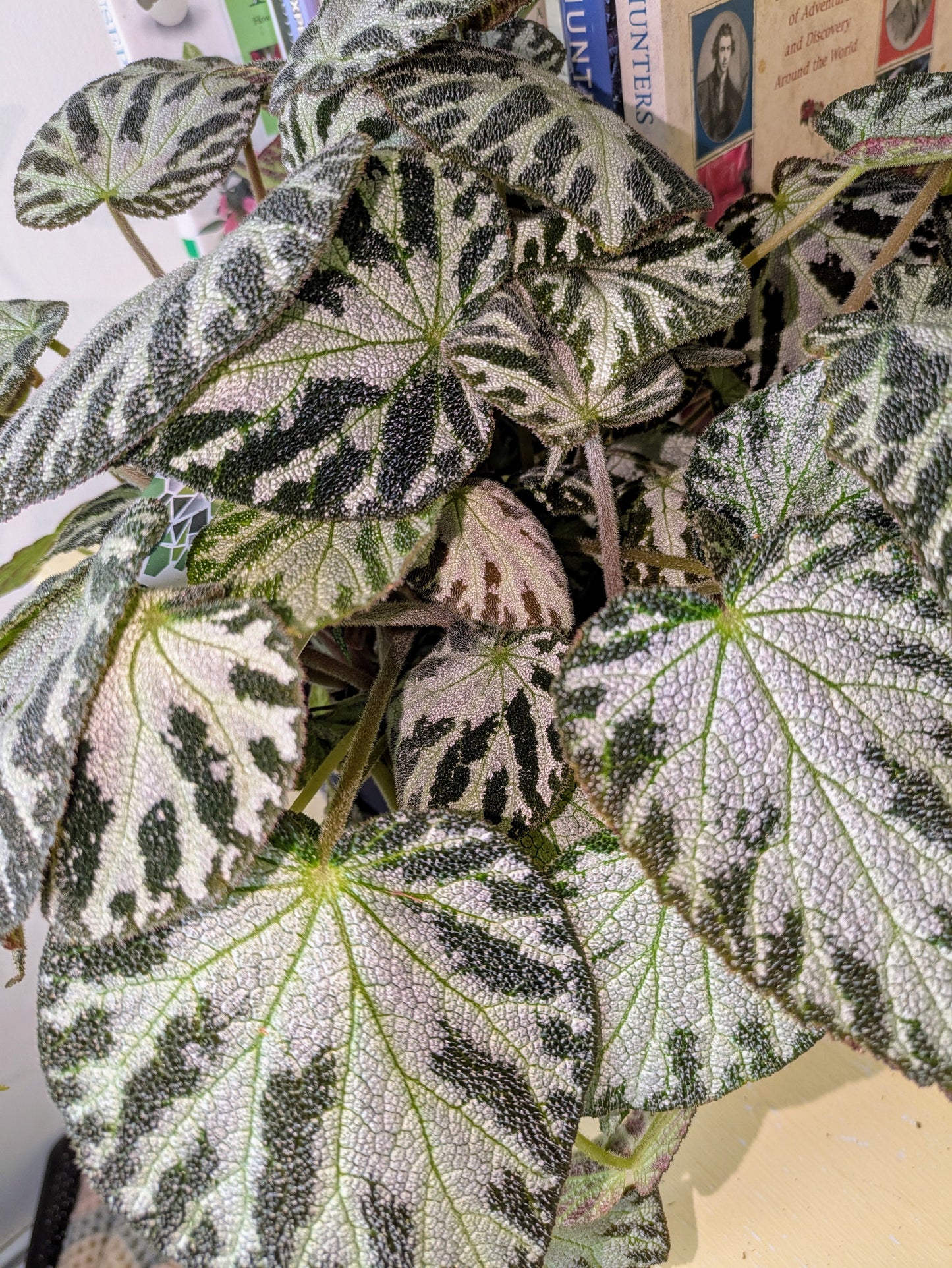 Close-up of a variegated leaf plant with a blurred background