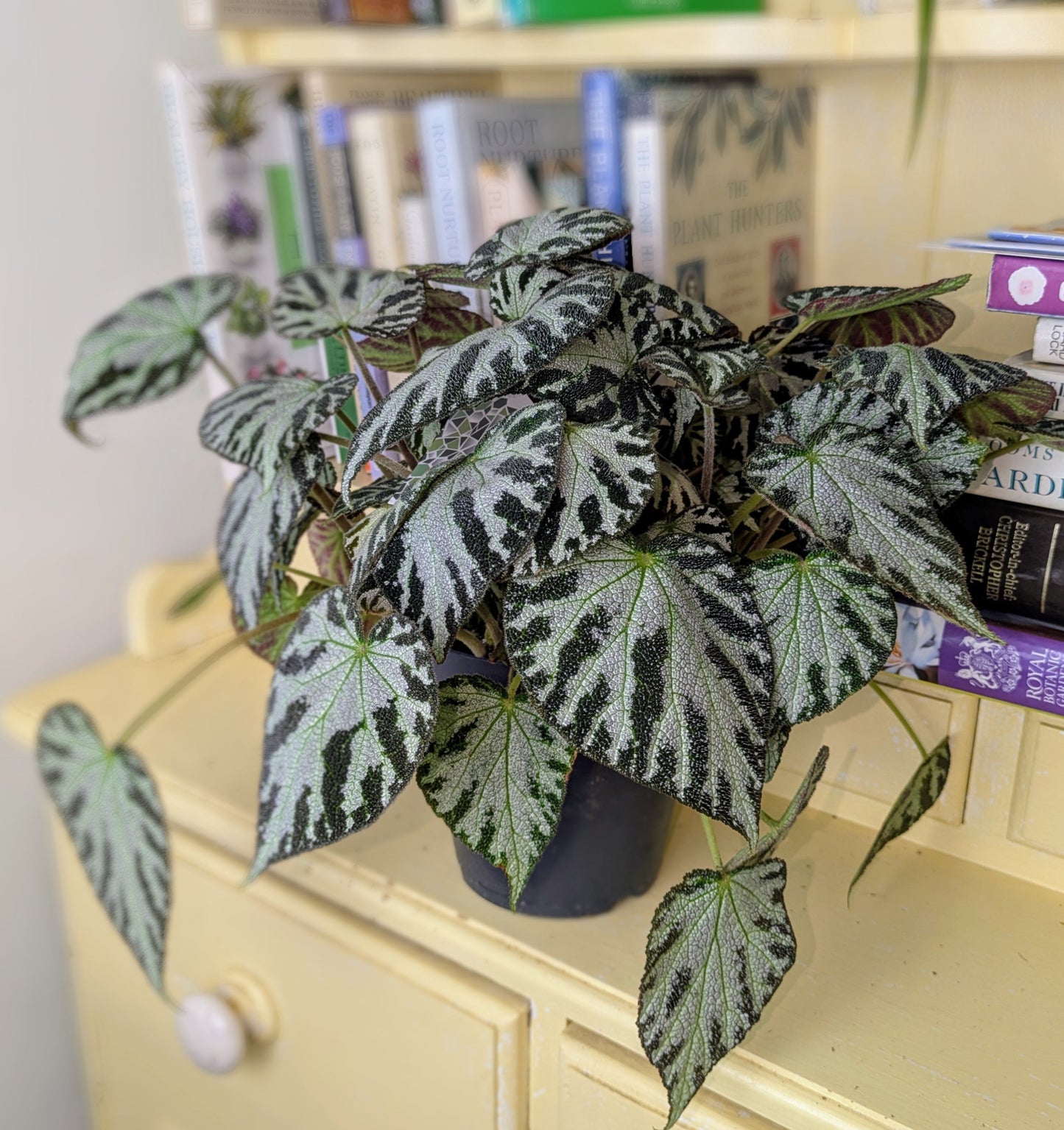 Potted plant on a yellow cabinet with books in the background