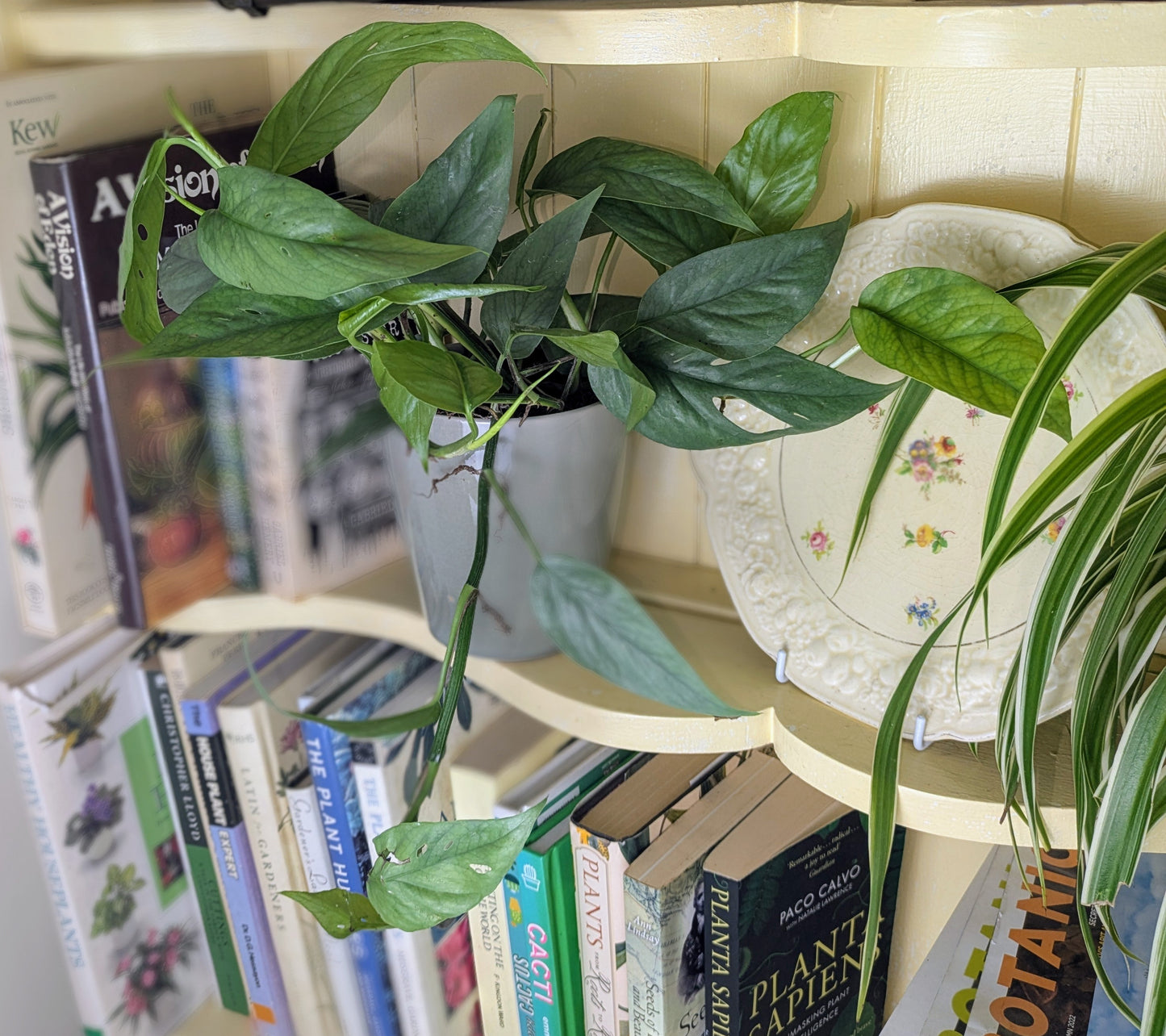 Shelf with books and plants against a light-colored wall