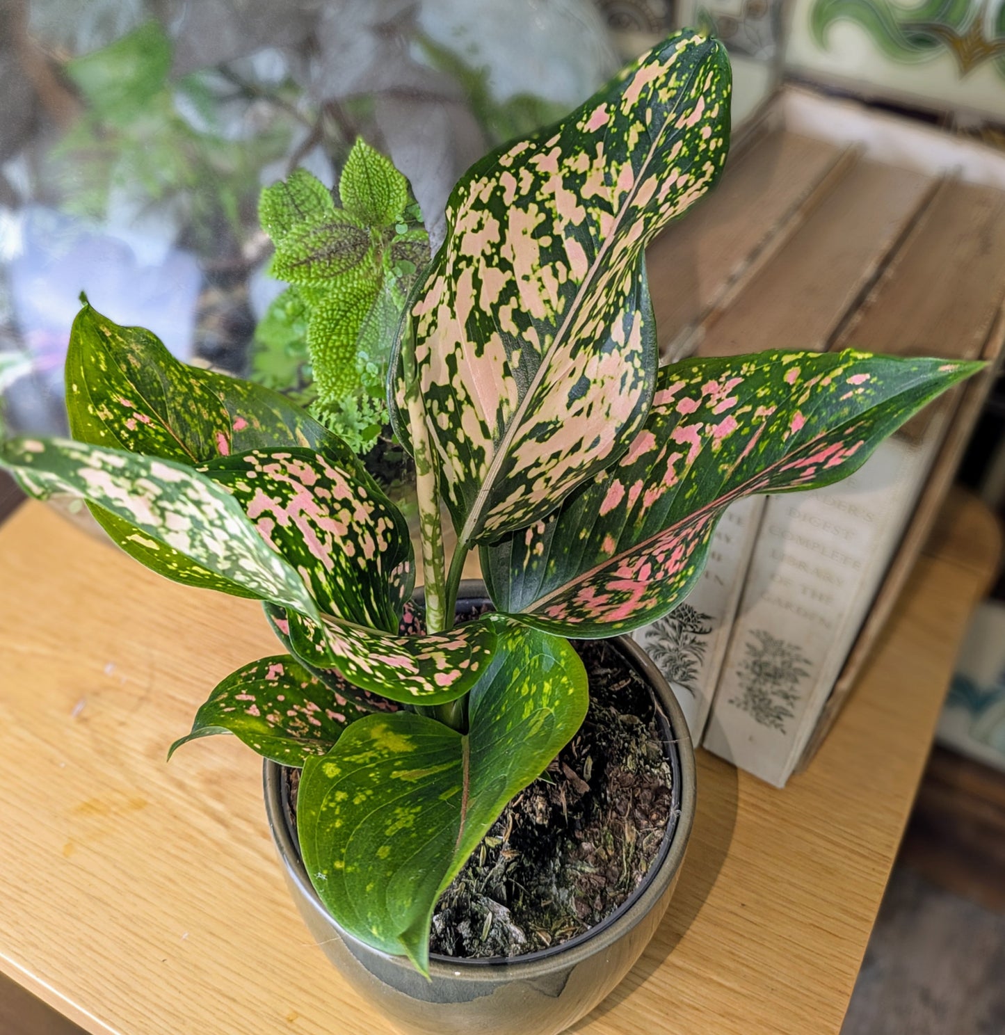 Potted plant with variegated leaves on a wooden surface