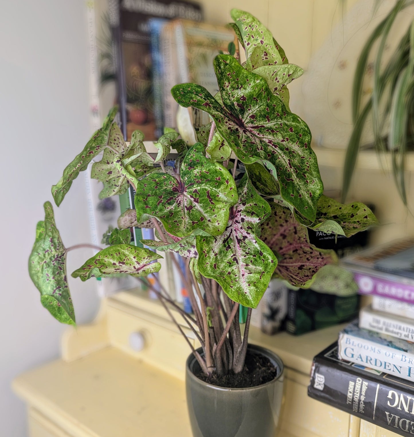 Potted plant on a shelf with books and decorative items
