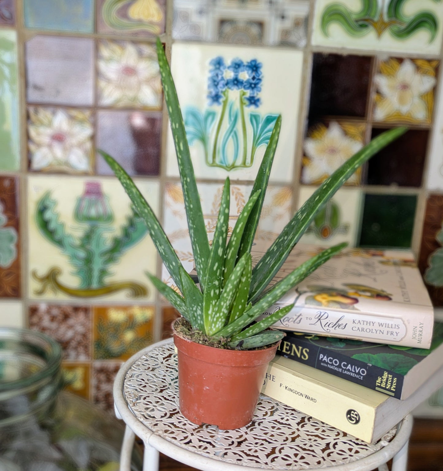 Potted aloe vera plant on a small round table with decorative tiles in the background