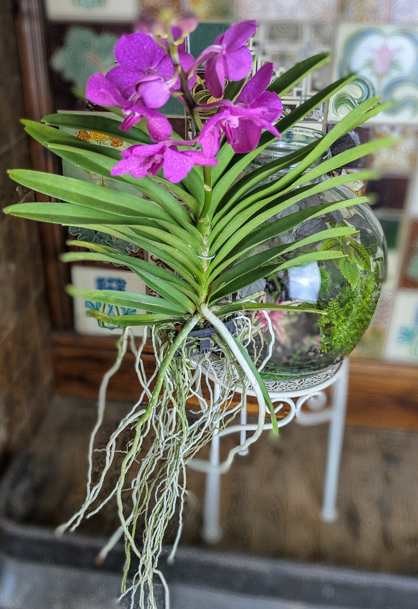 Hanging orchid with purple flowers