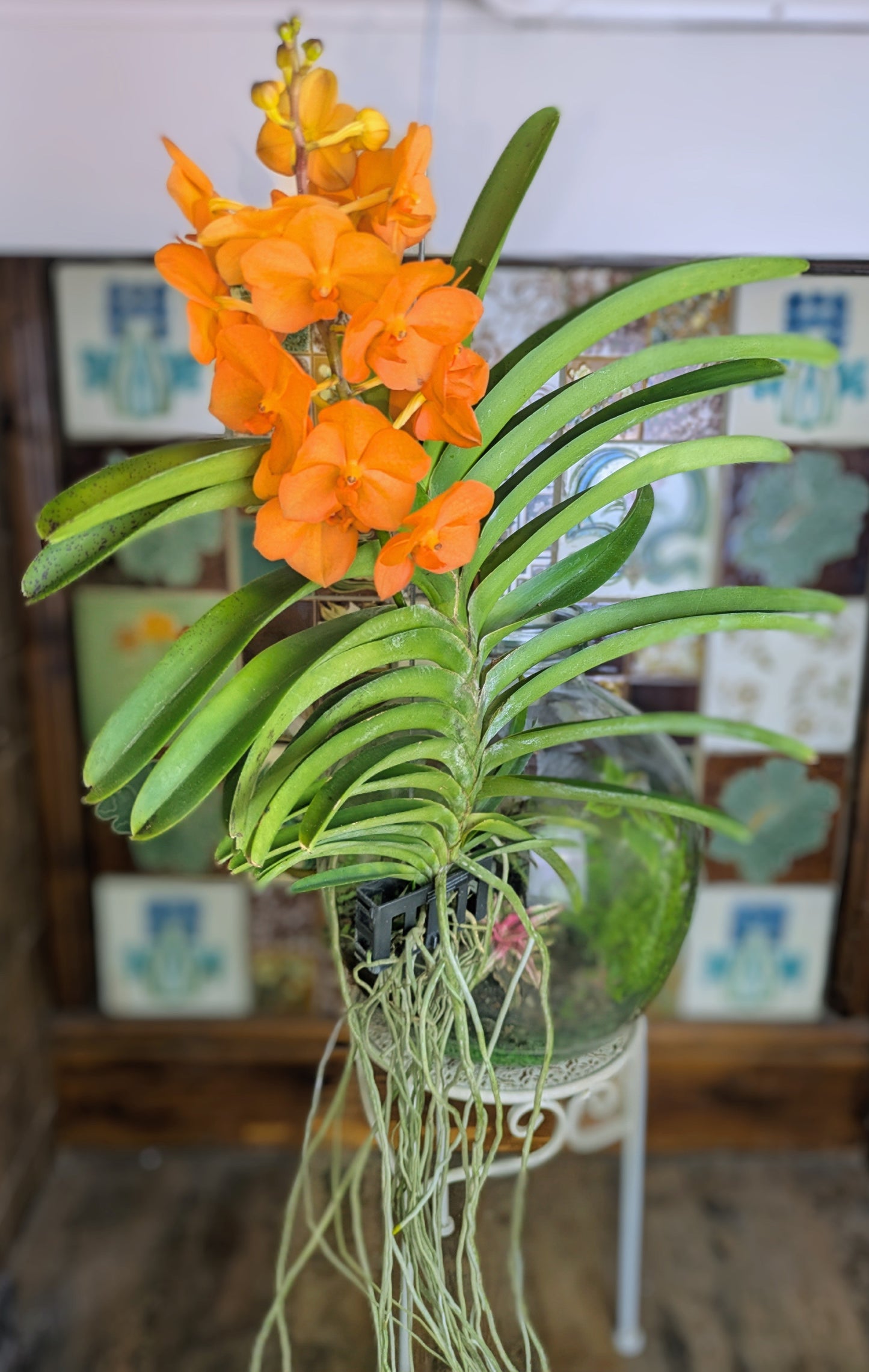 Orange orchid plant in a pot with a decorative background