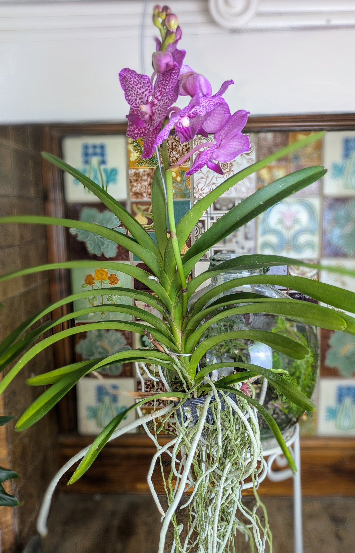 Purple orchid plant with green leaves against a decorative mirror background