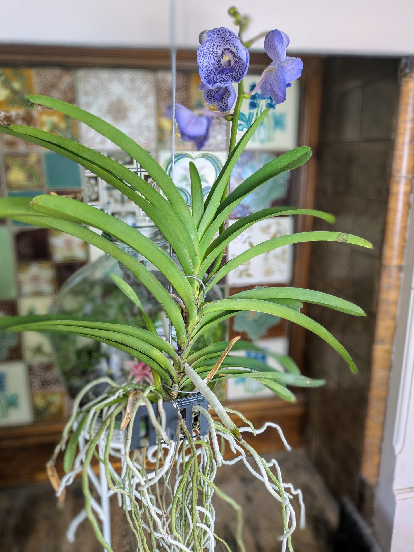 Hanging orchid plant with purple flowers in a home setting