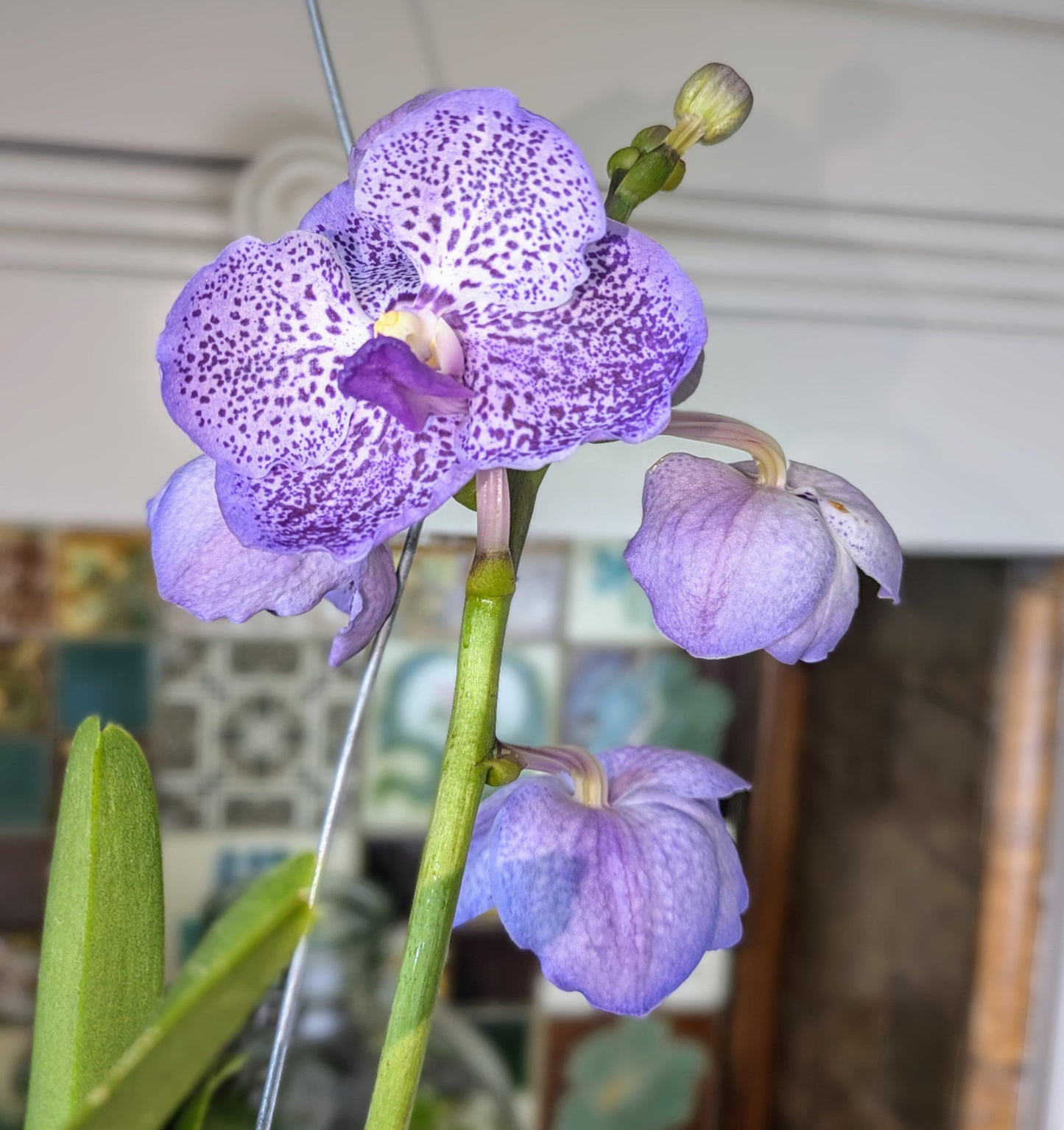 Purple orchid with a blurred indoor background