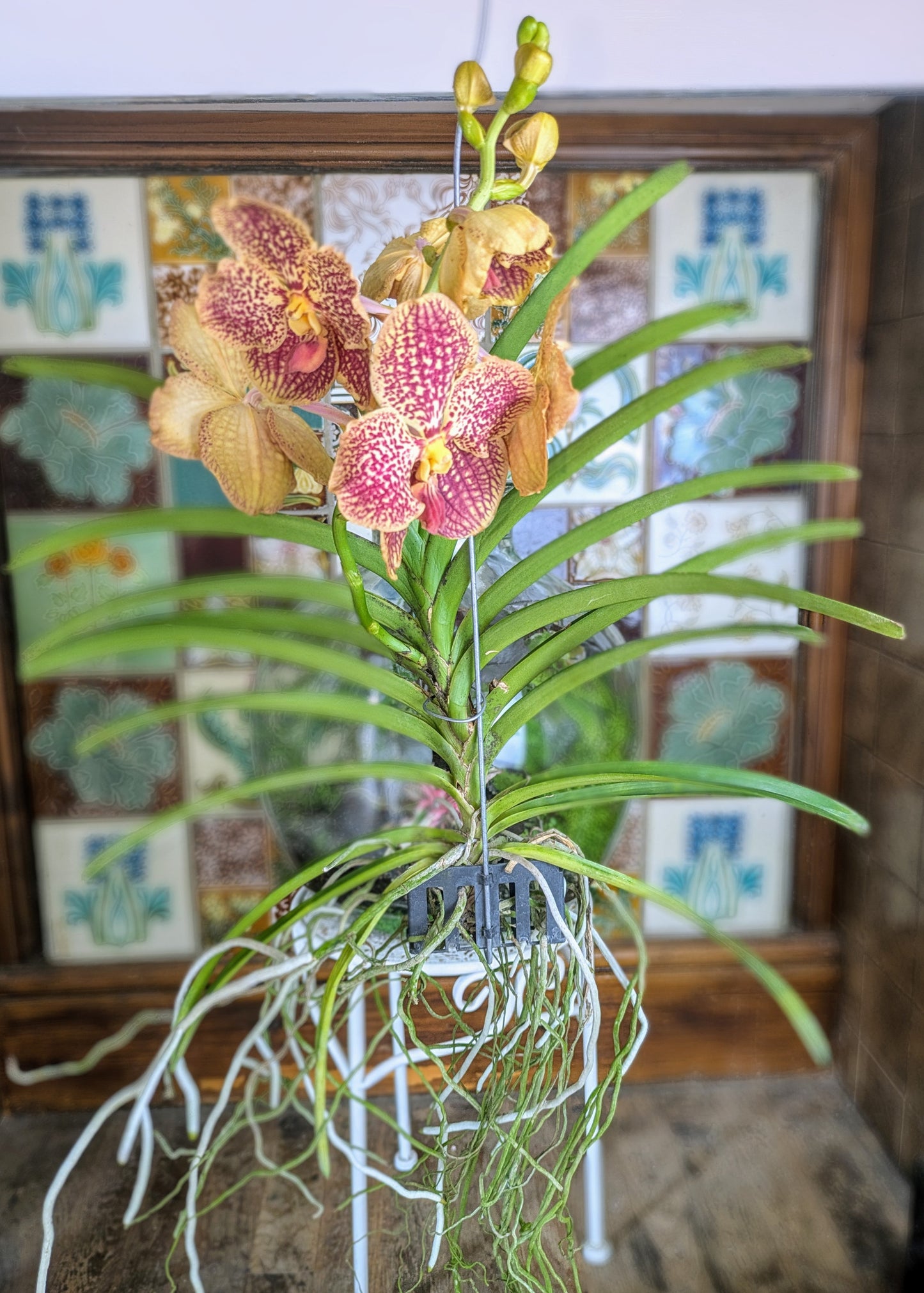 Hanging orchid plant with roots exposed in a pot, against a decorative wall background.