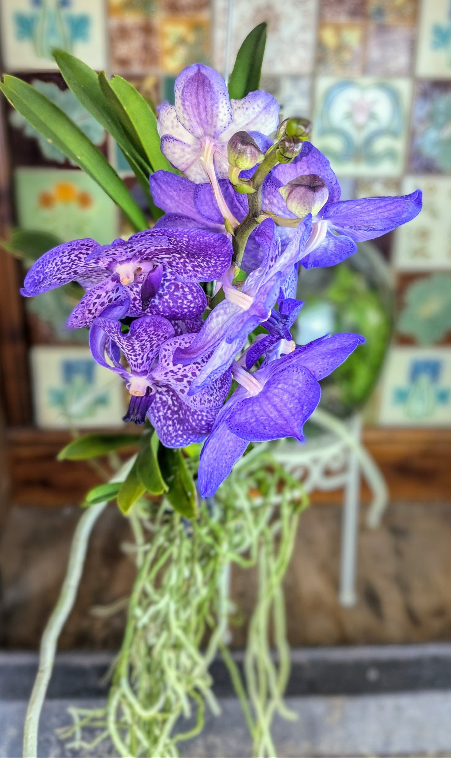 Hanging purple flowered orchid with tiled backdrop