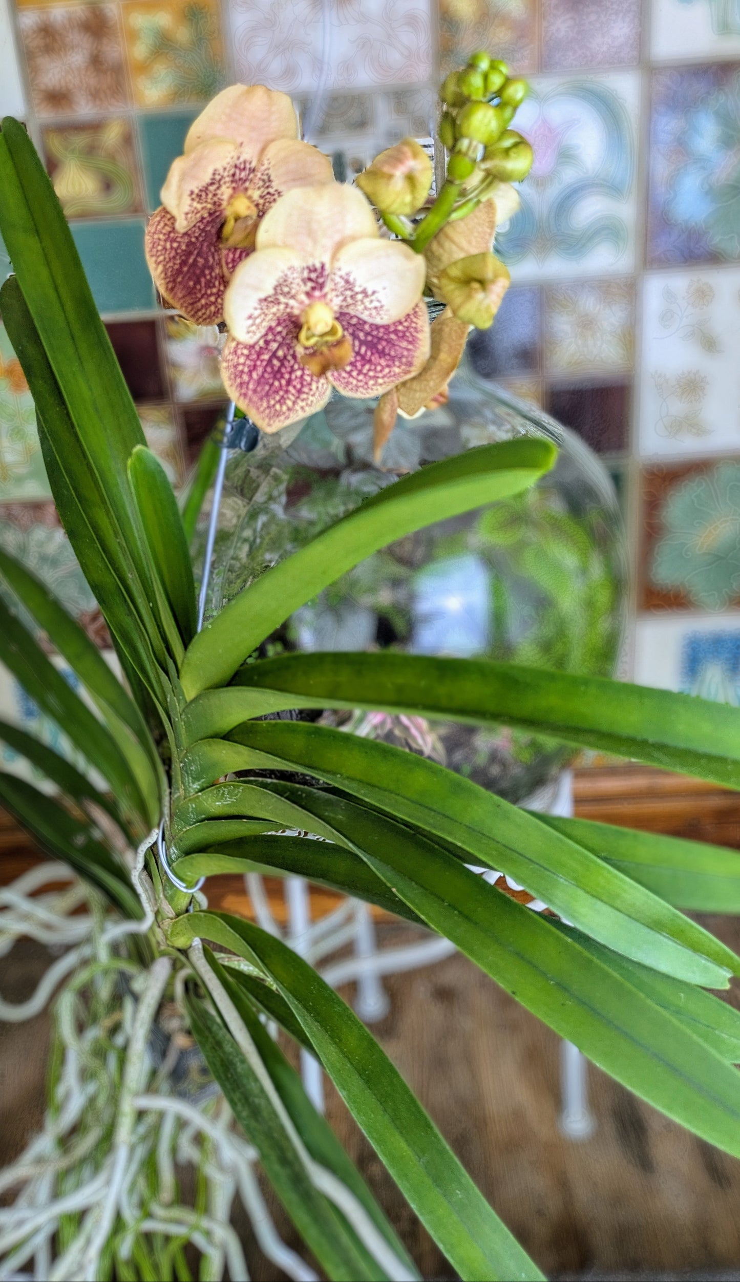 Orchid plant with pink and white flowers against a decorative mirror background