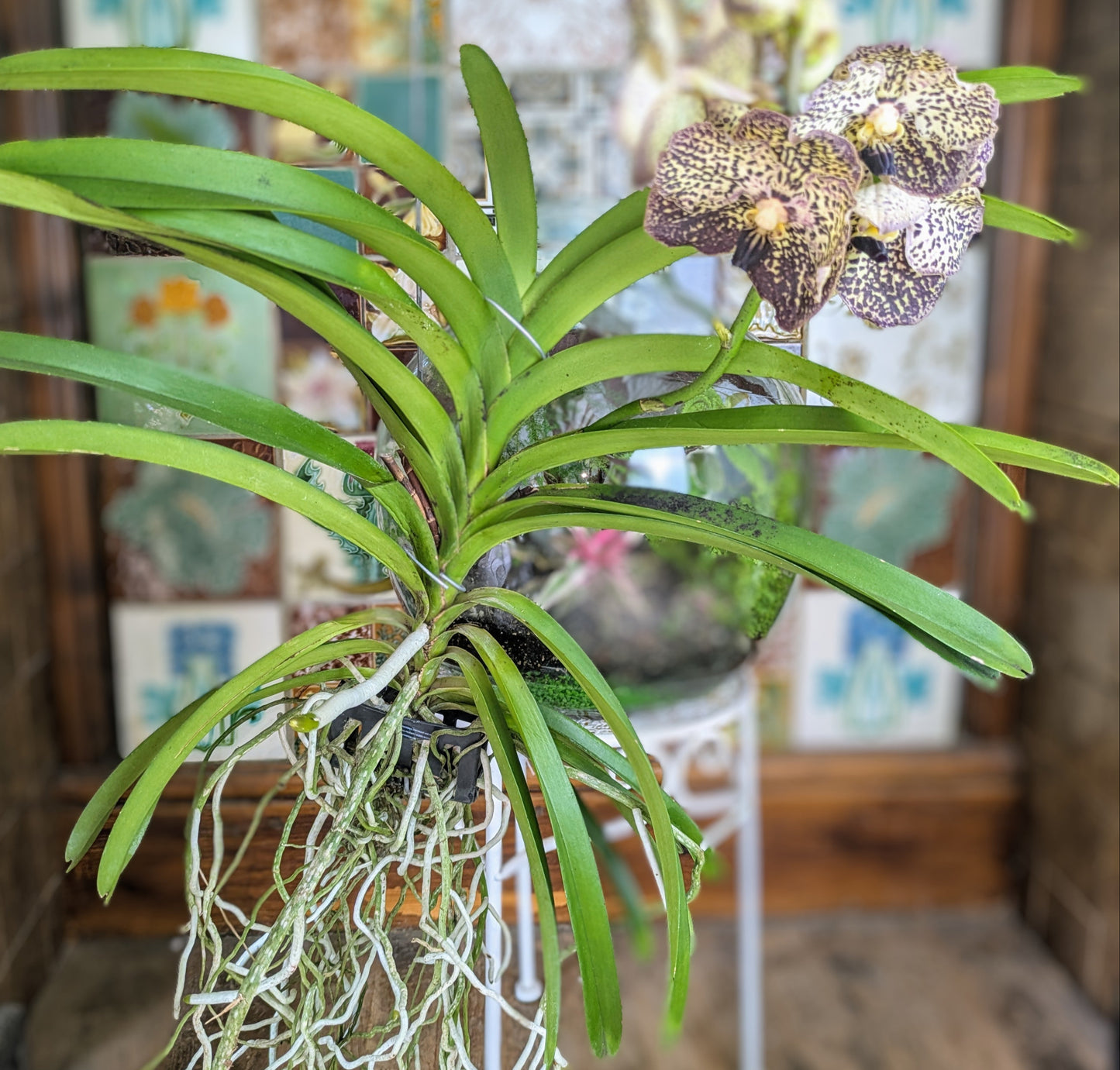 Potted orchid plant with a decorative background