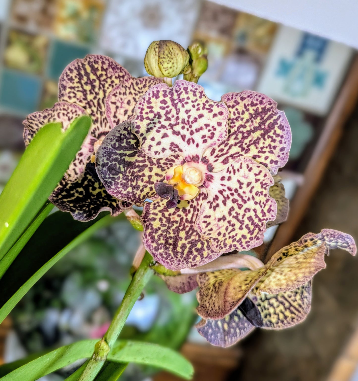 Close-up of a polka dot orchid with a blurred background