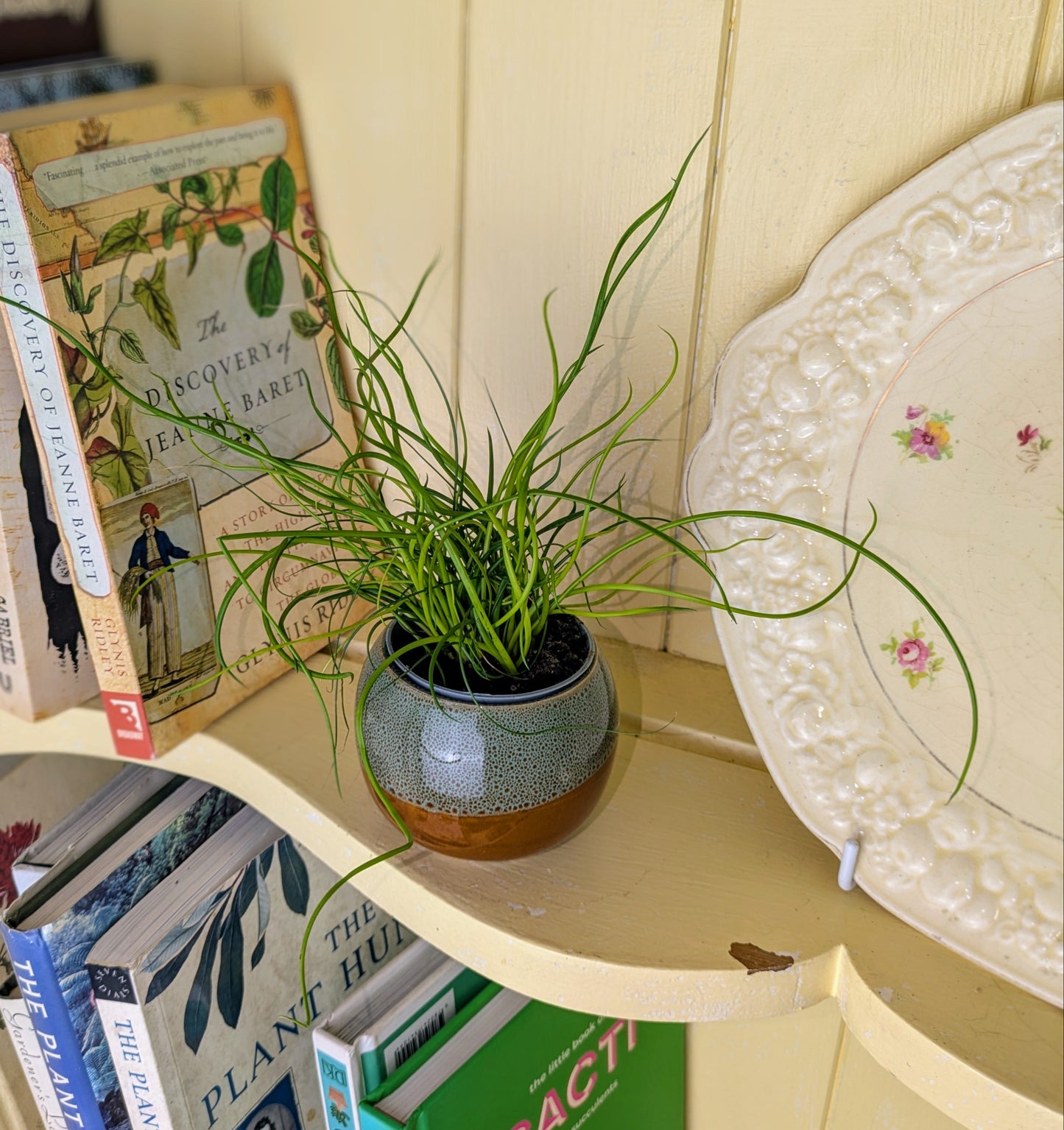 Juncus spiralis in 6 cm pot