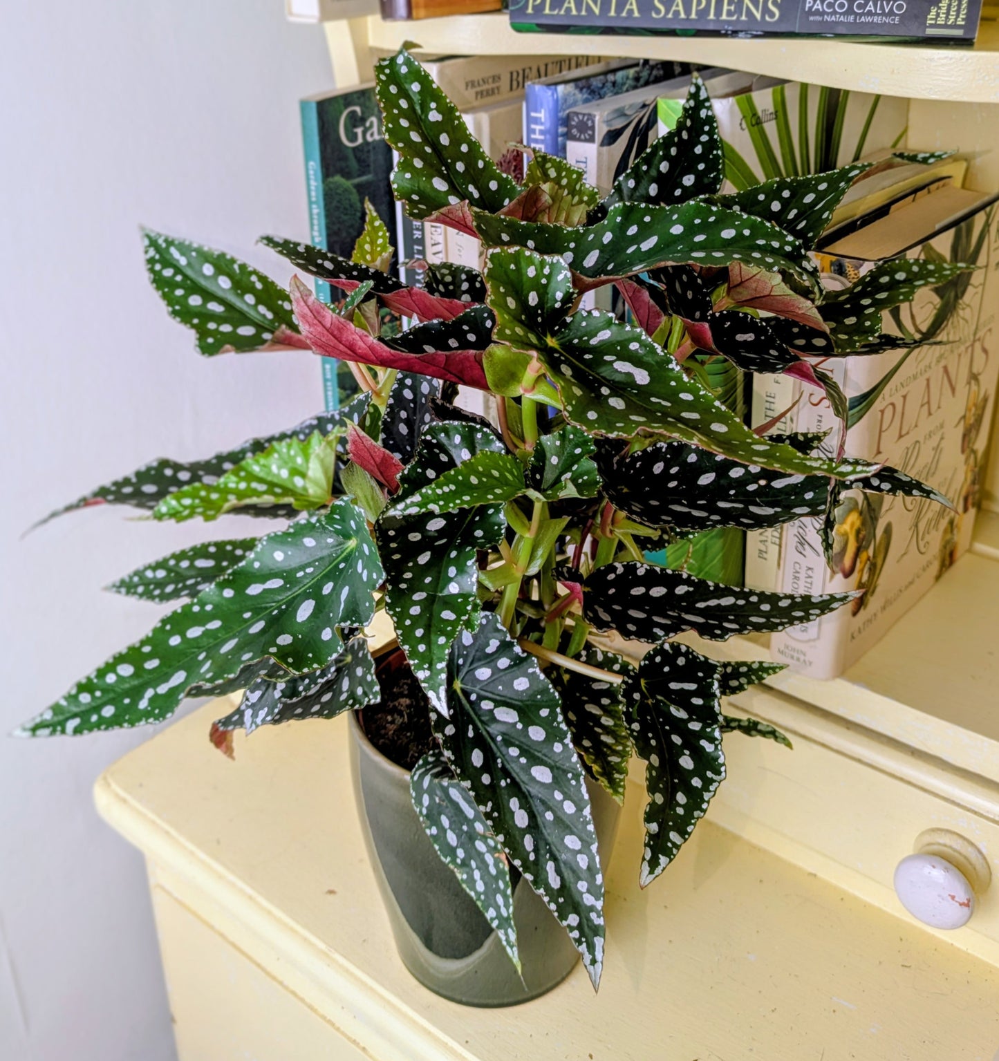 Potted plant on a shelf with books in the background