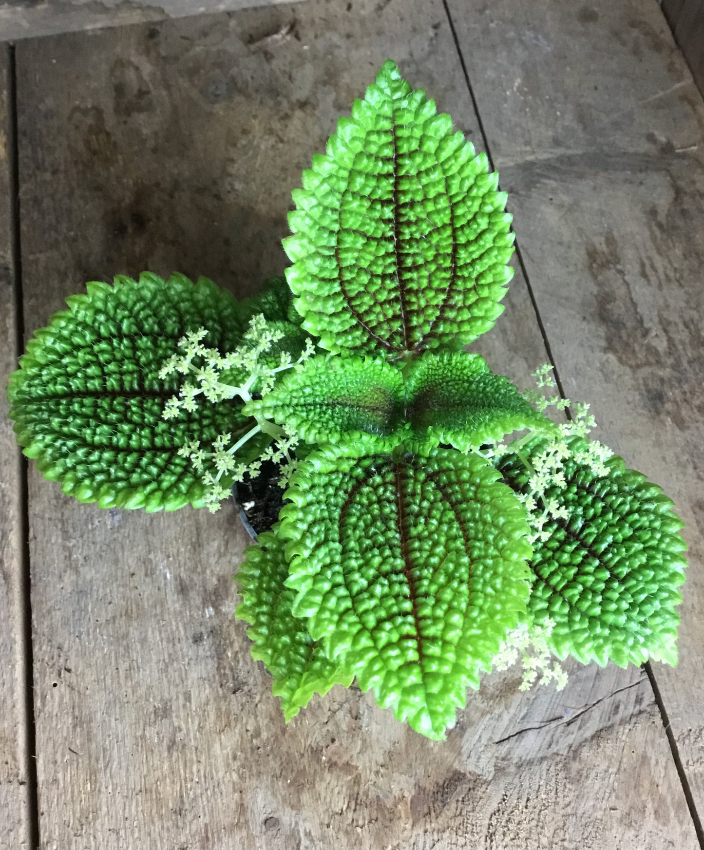 Pilea 'Moon Valley' in 6 cm pot