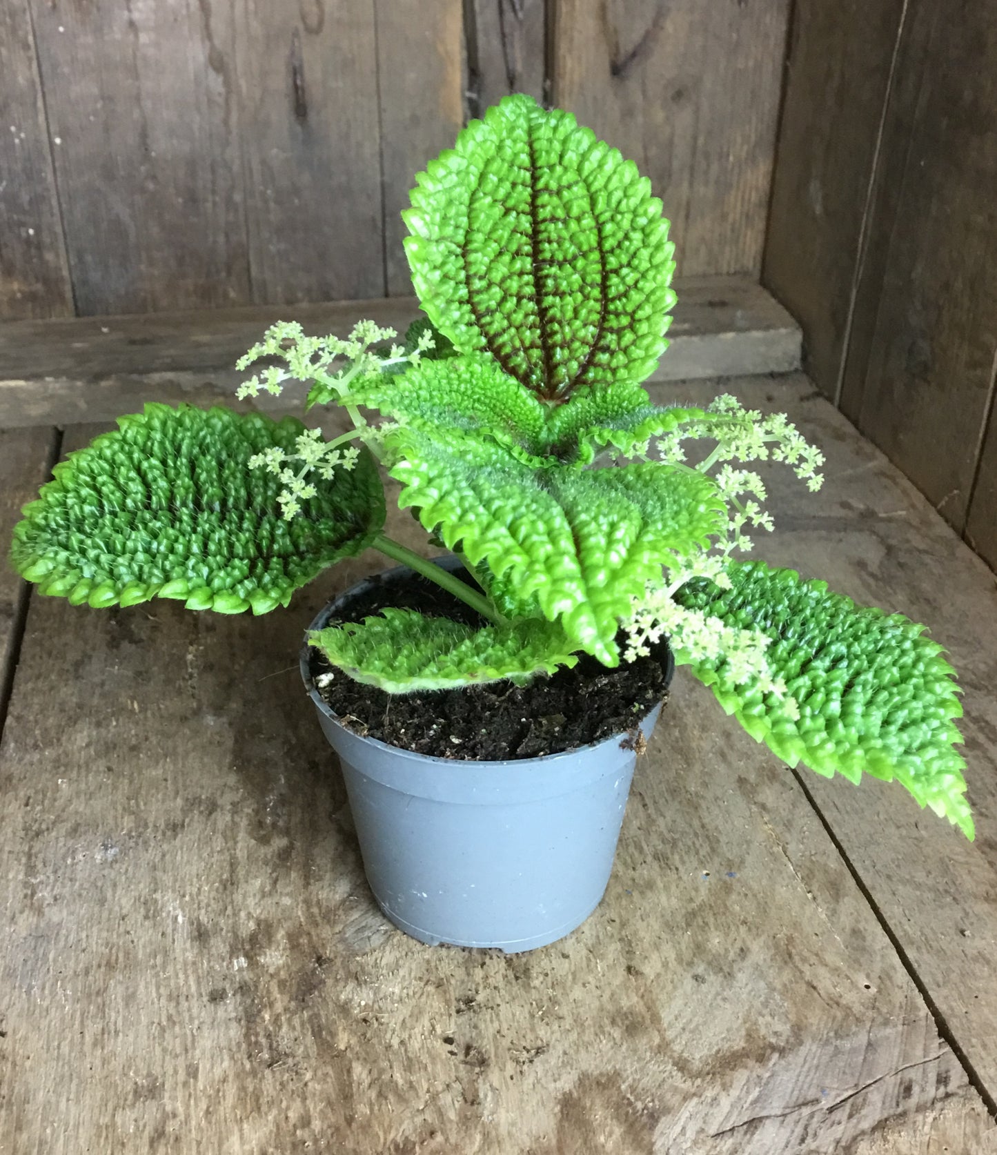 Pilea 'Moon Valley' in 6 cm pot
