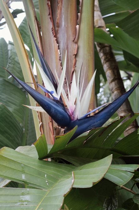Strelitzia nicolai - White Bird of Paradise in 12 cm pot