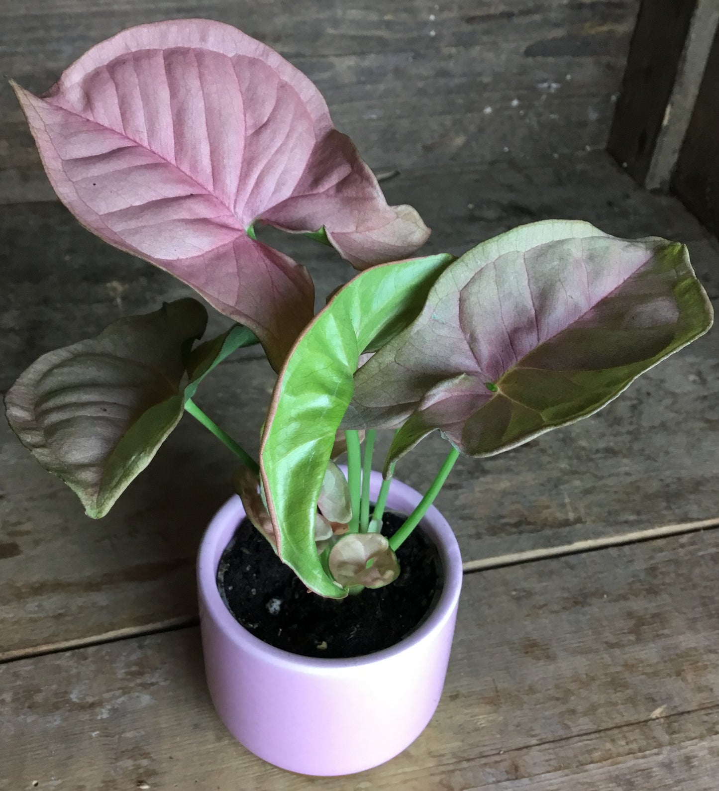 close up of pink blush leaf in a white pot with green underside of leaf on show