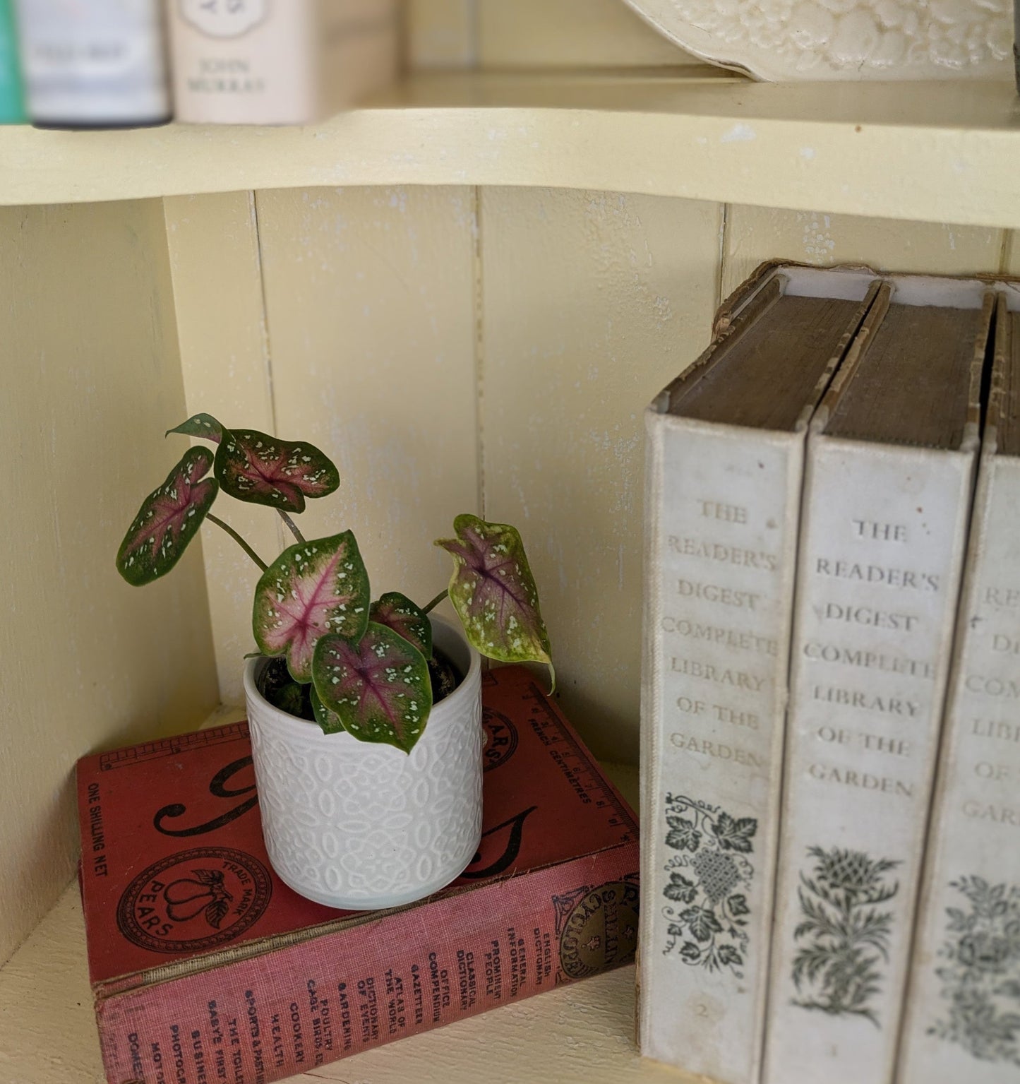 bicolour leaf of green and pink and white spots of the caladium casey in white 6 cm pot