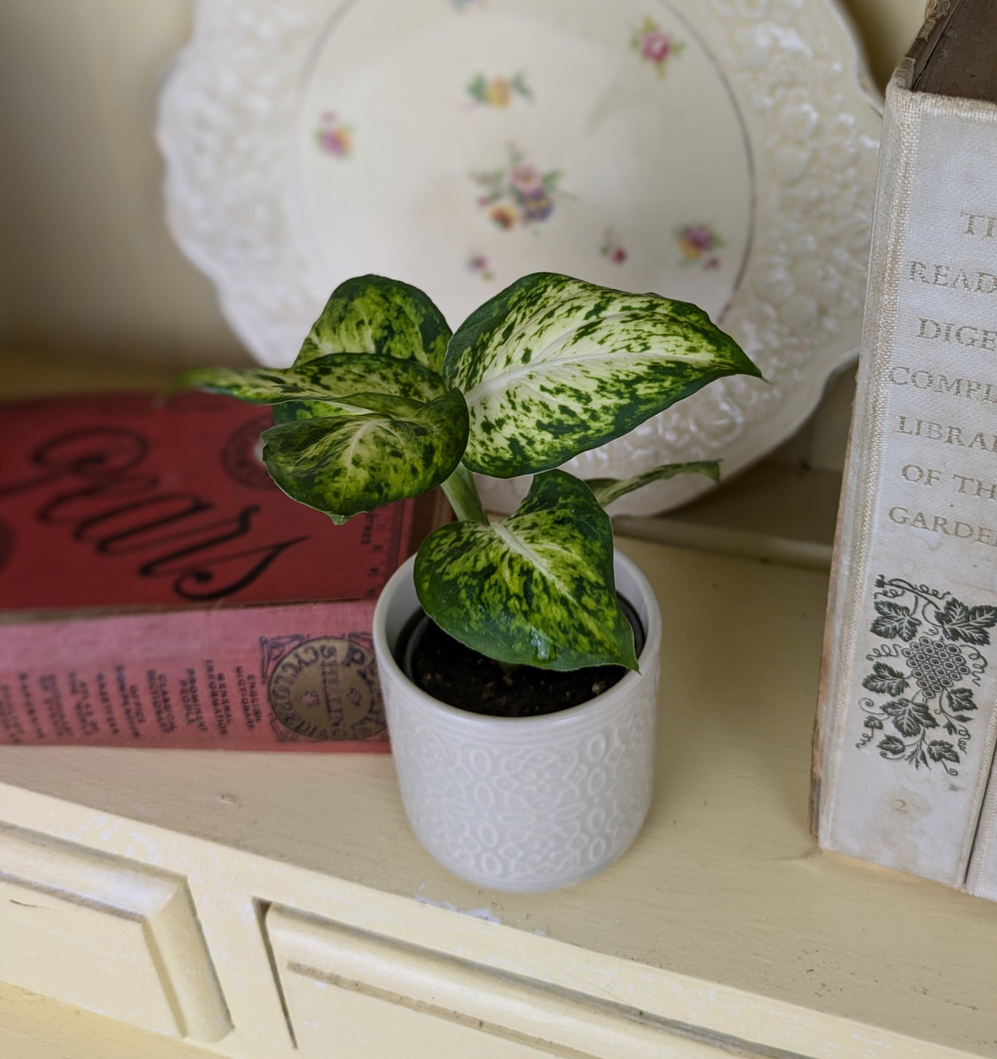 cream centres and green margins of the dieffenbachia leaf in white ceramic pot