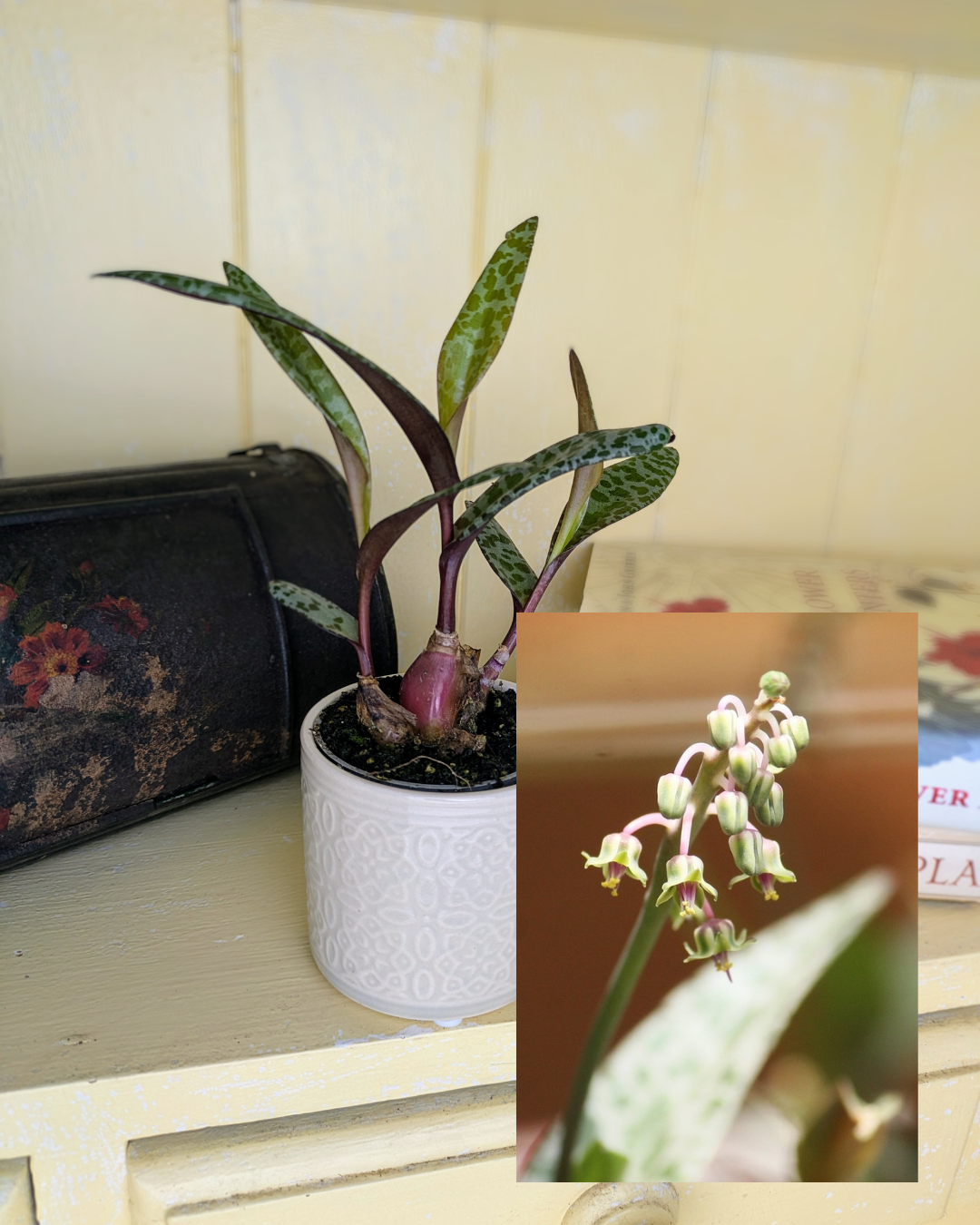 Ledeboria socialis in 6 cm pot