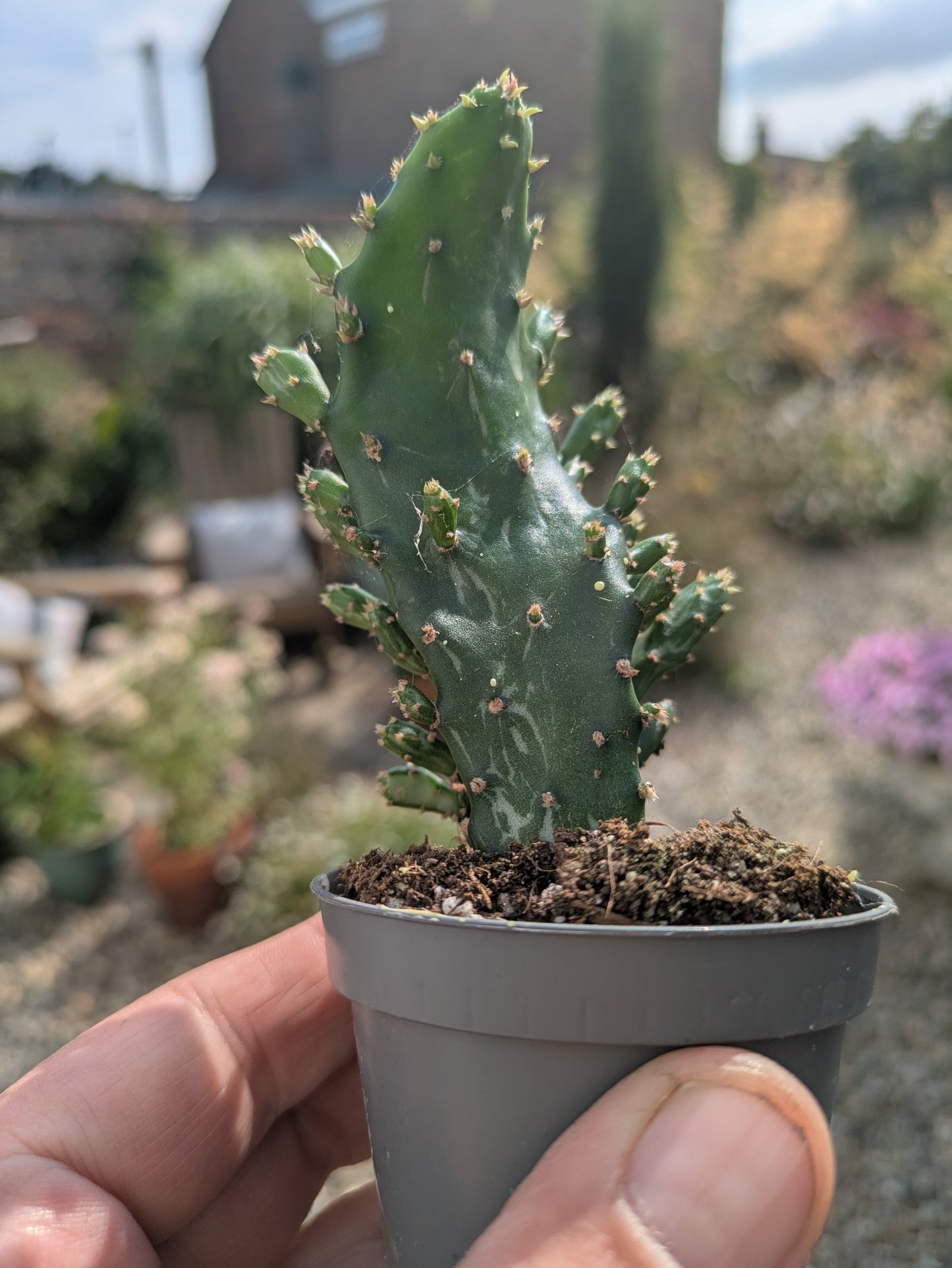 Opuntia monacantha in 6 cm pot