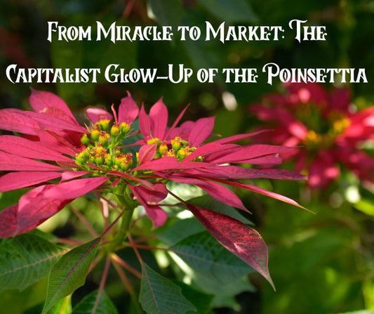 “Eight Million Poinsettias Later, We Still Can’t Keep Them Alive”