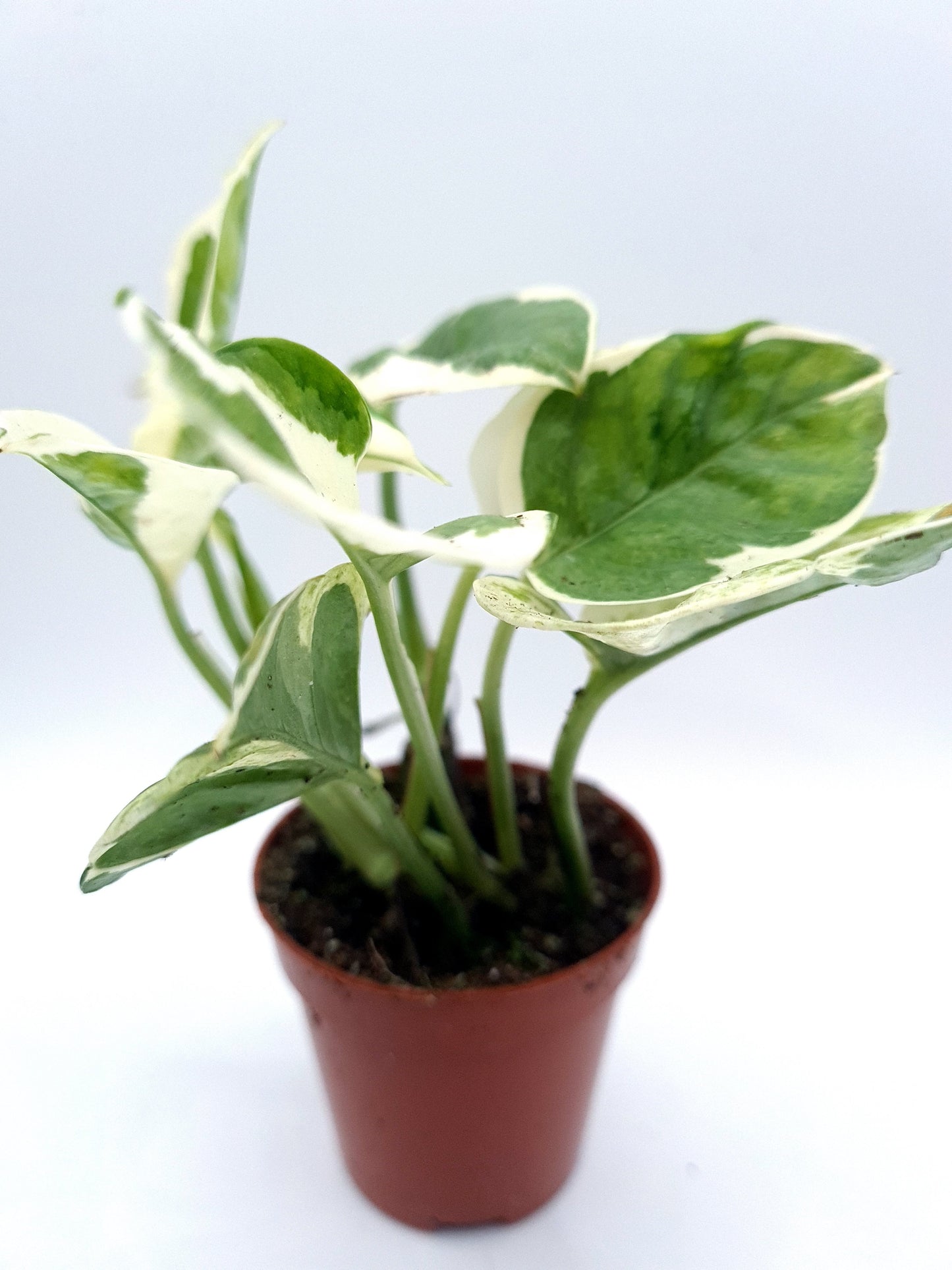 Epipremnum 'n' joy in 5 cm pot