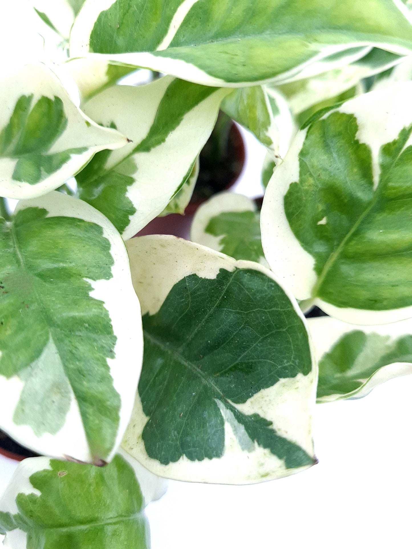 Epipremnum 'n' joy in 5 cm pot