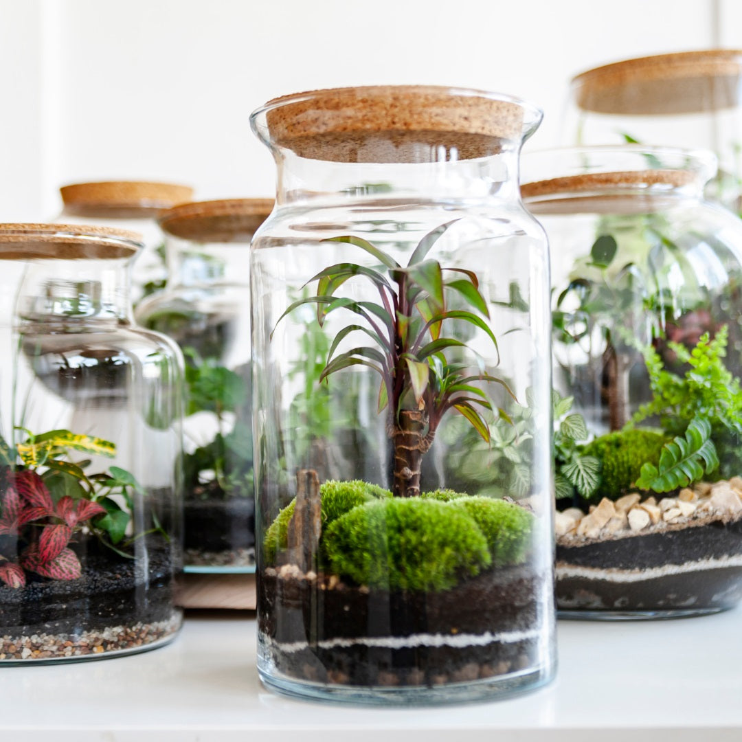 Terrarium Making Workshop