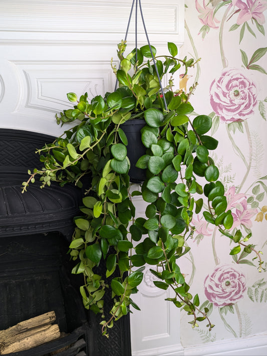 Aeschynanthus pink polka plant hanging from fireplace mantle