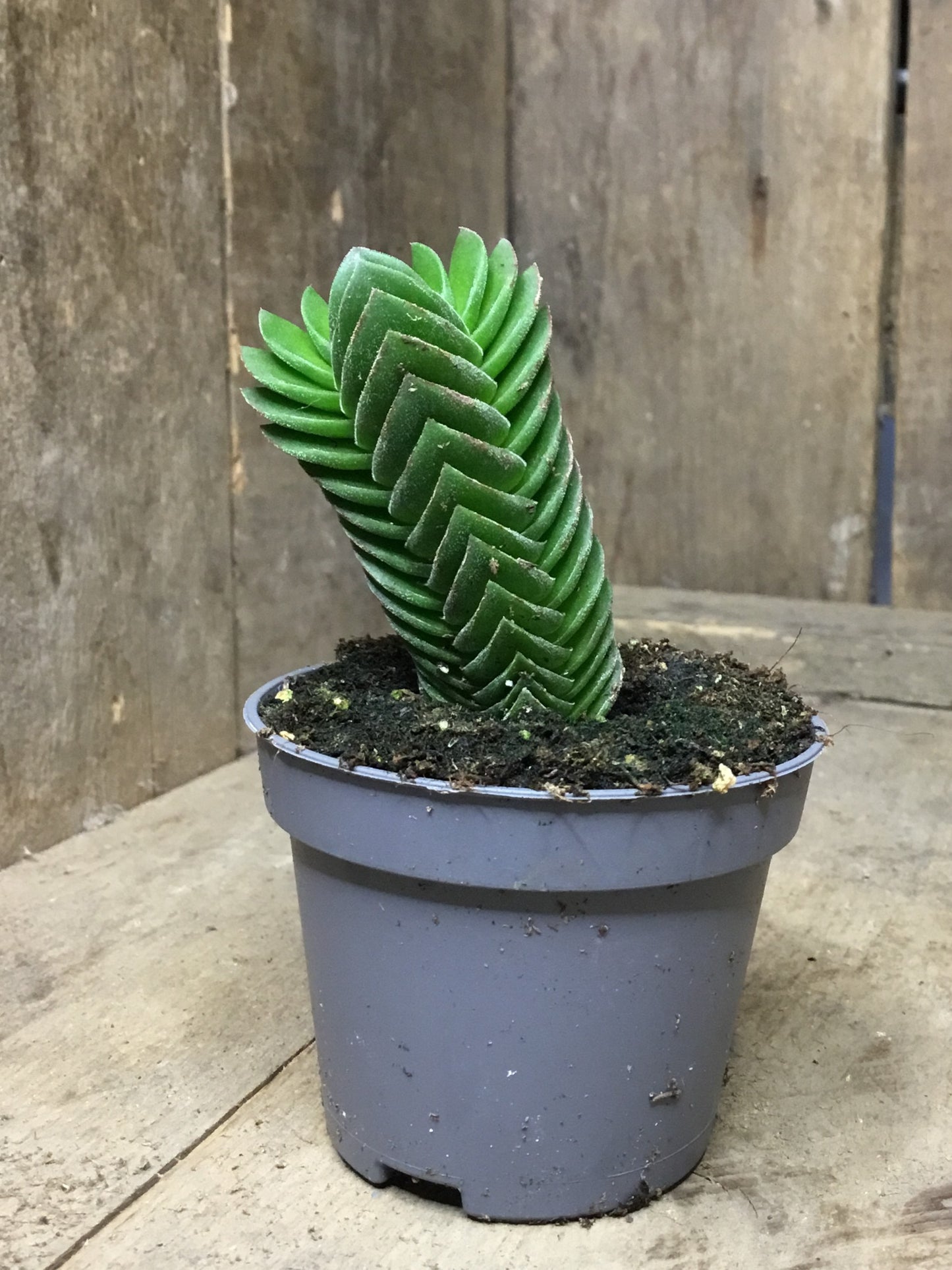 Crassula Buddah's Temple in 6 cm pot